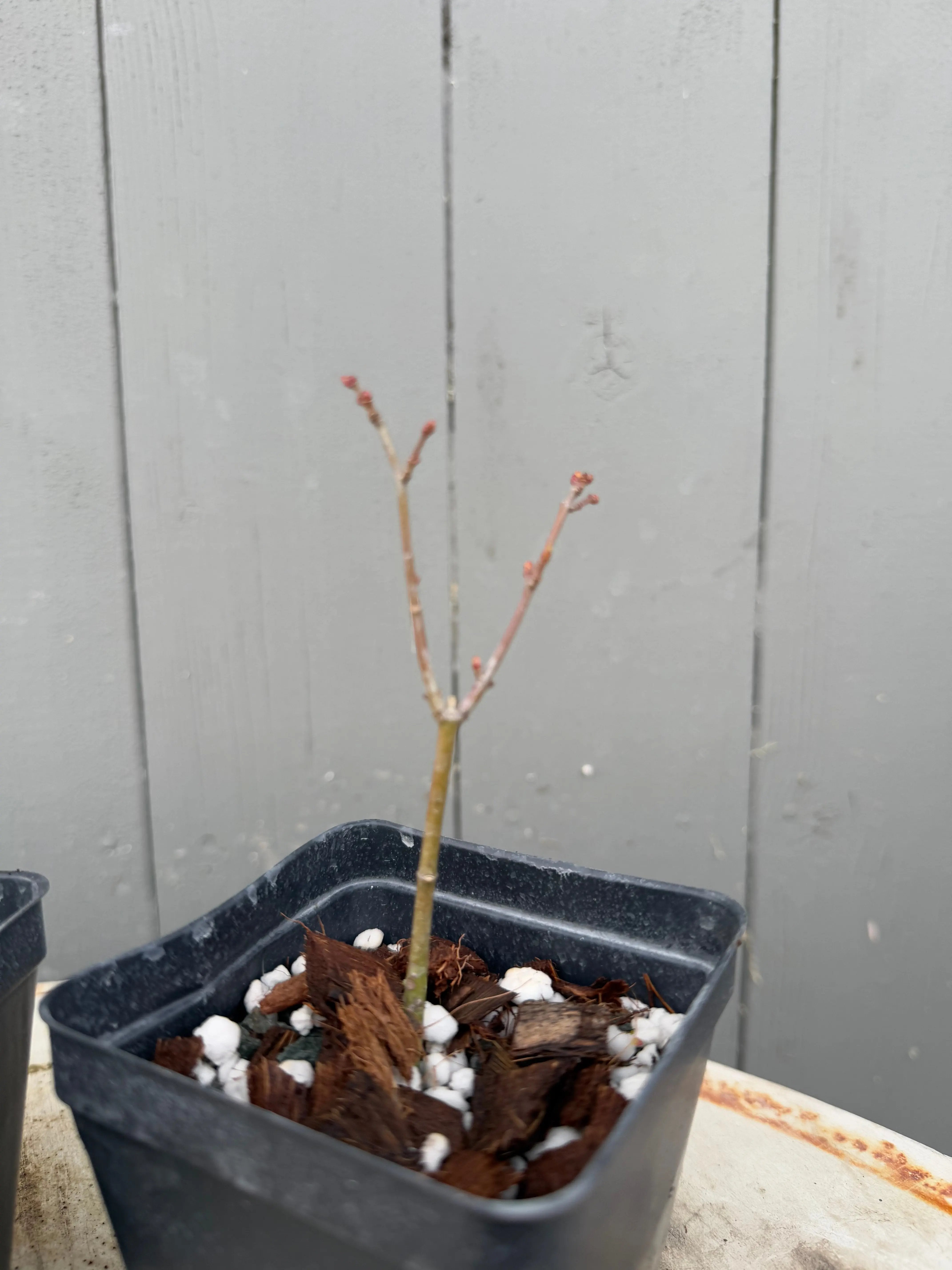 Acer palmatum 'Shishigashira' Canada Bonsai