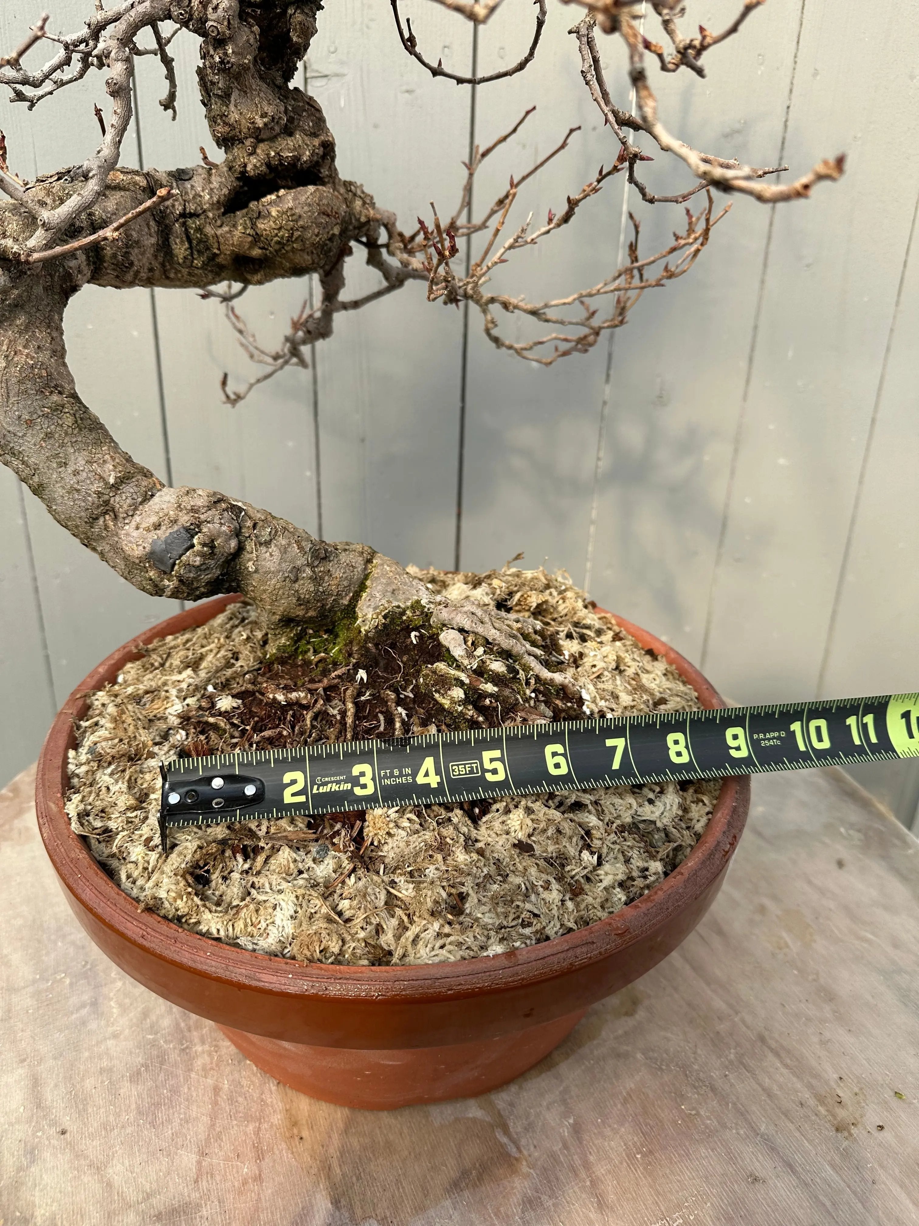 Kadsura #2 Canada Bonsai