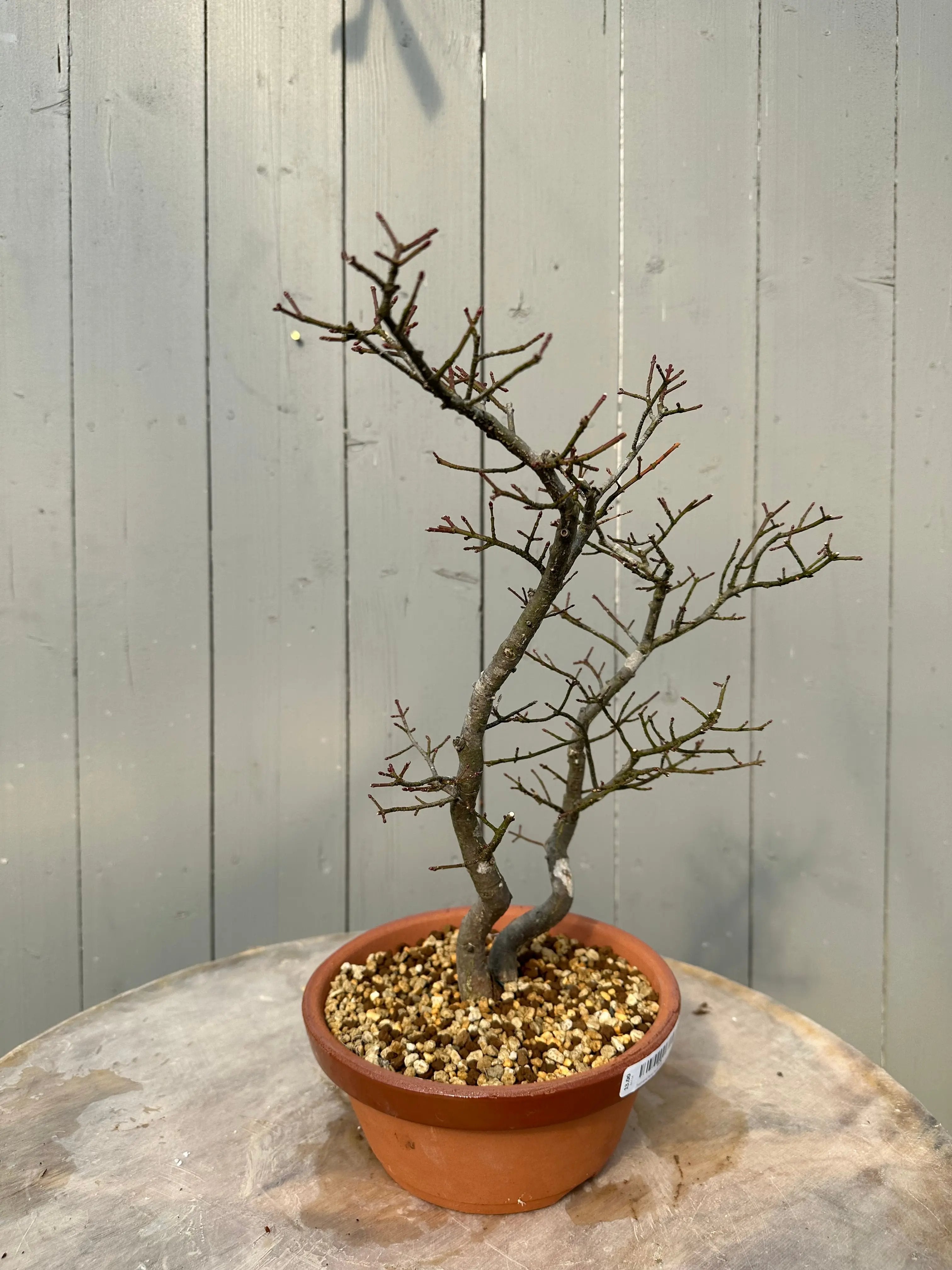 Euonymus #6 Canada Bonsai
