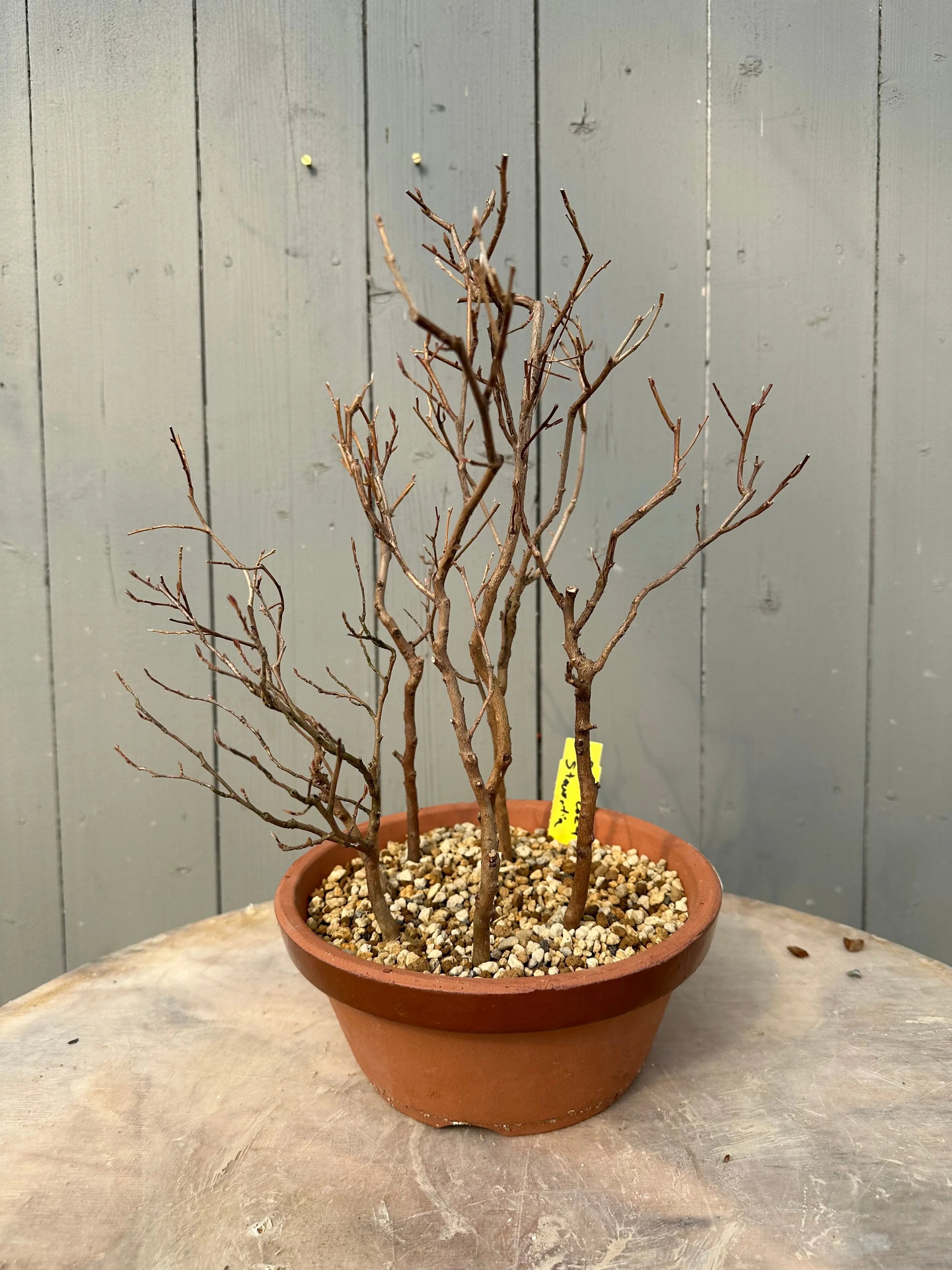 Stewartia #10 Canada Bonsai