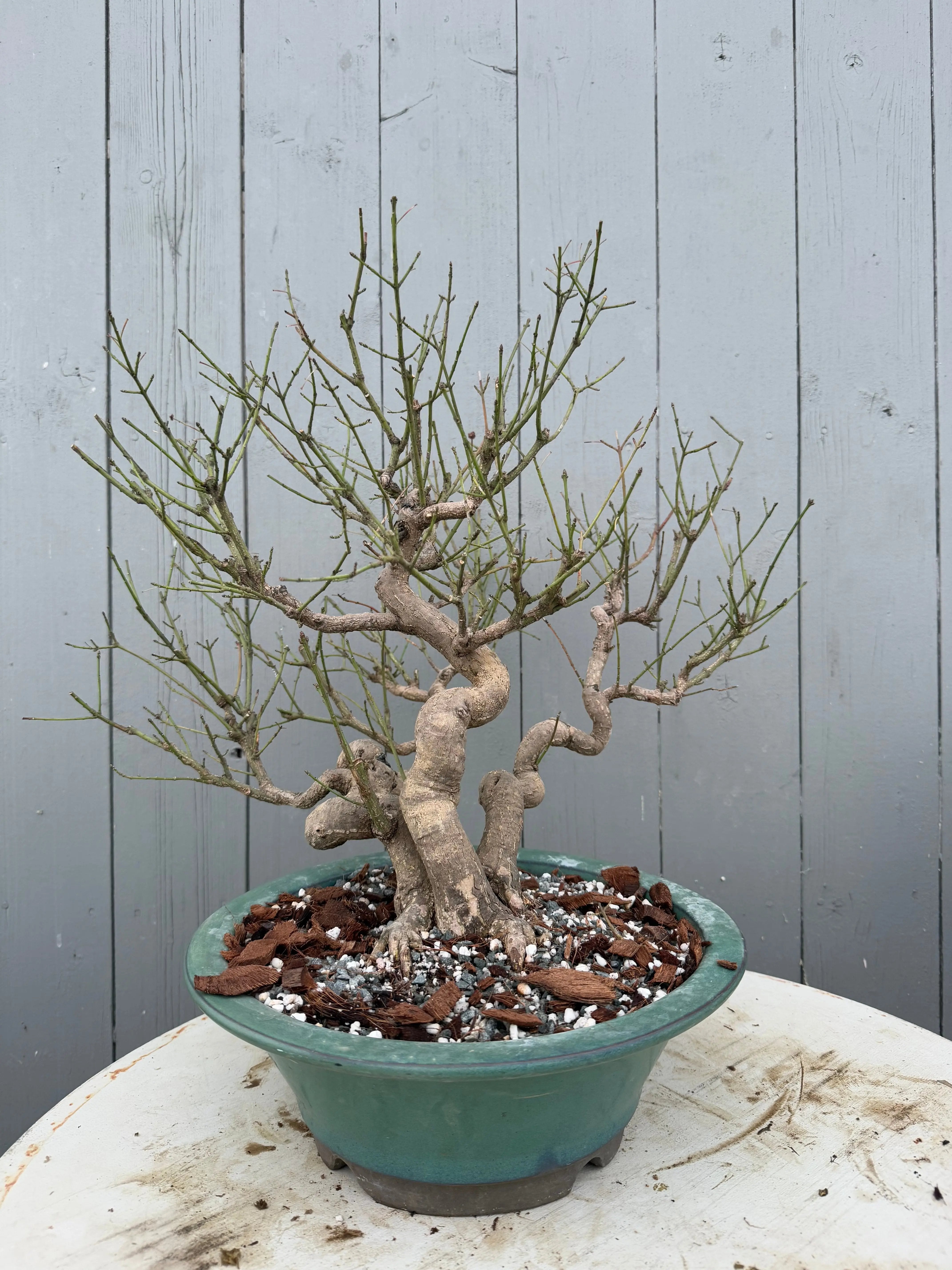 Euonymus Canada Bonsai