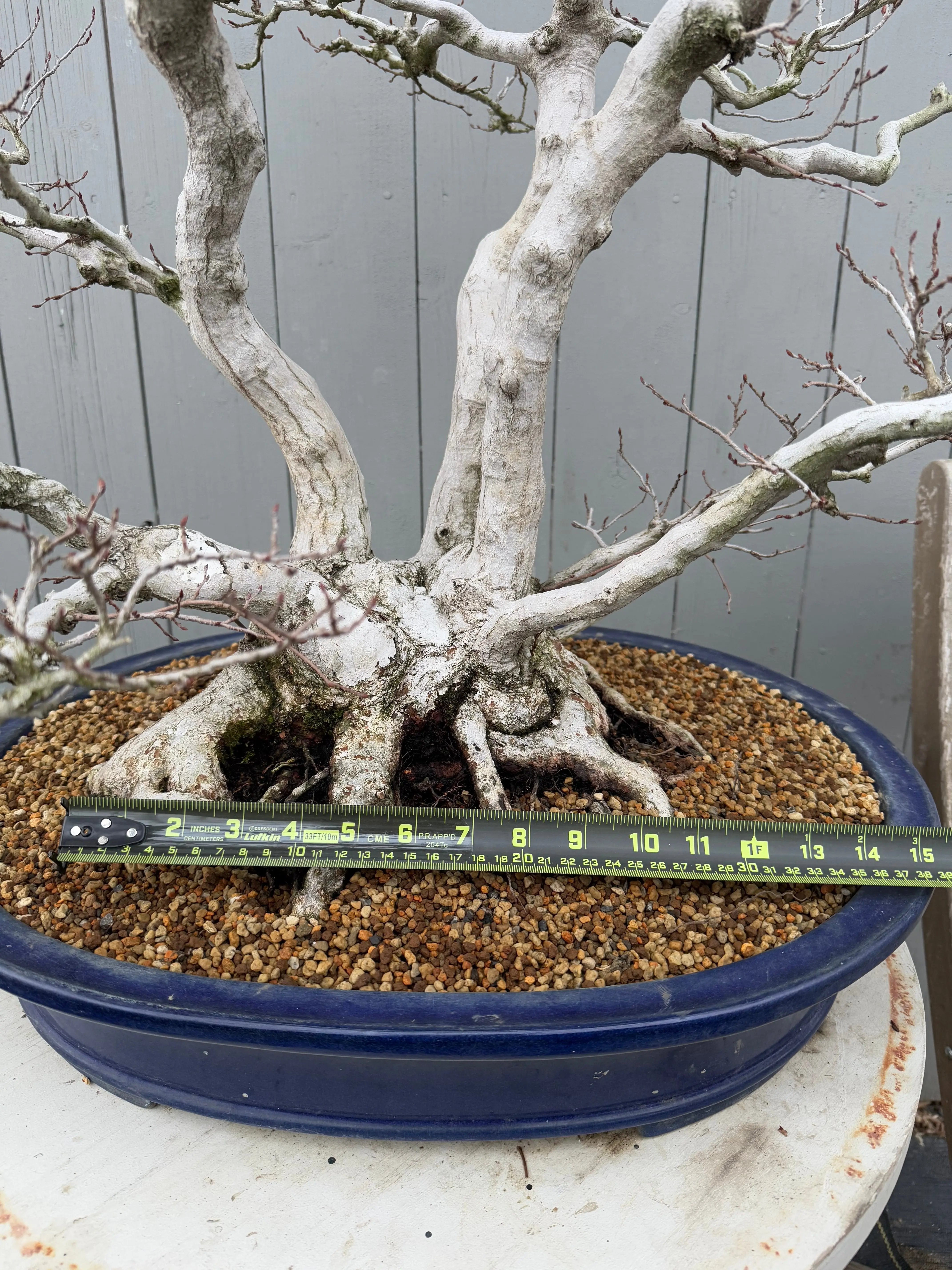 Carpinus turczaninowii Canada Bonsai