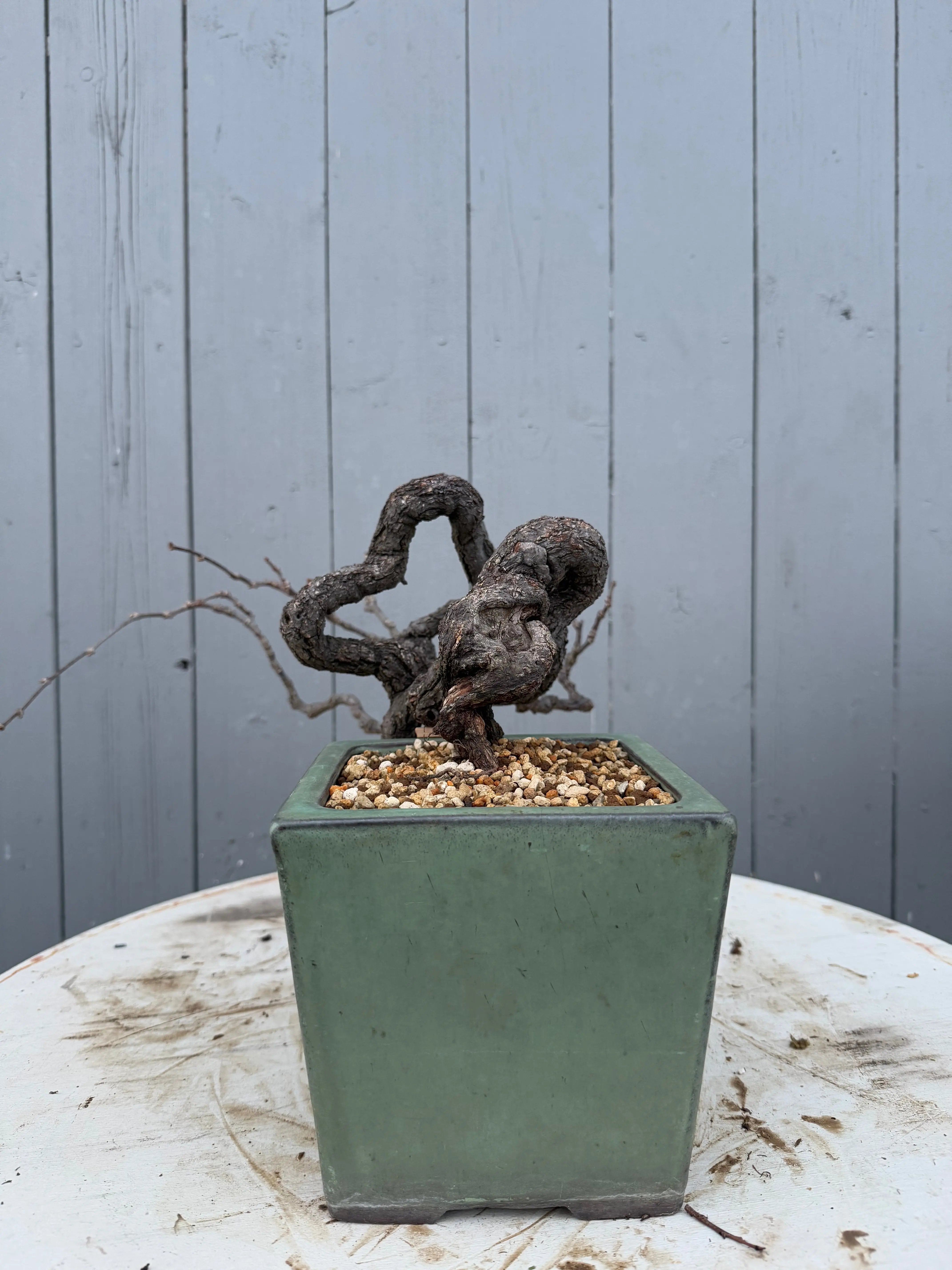 Parthenocissus quinquefolia (Antique pot) Canada Bonsai