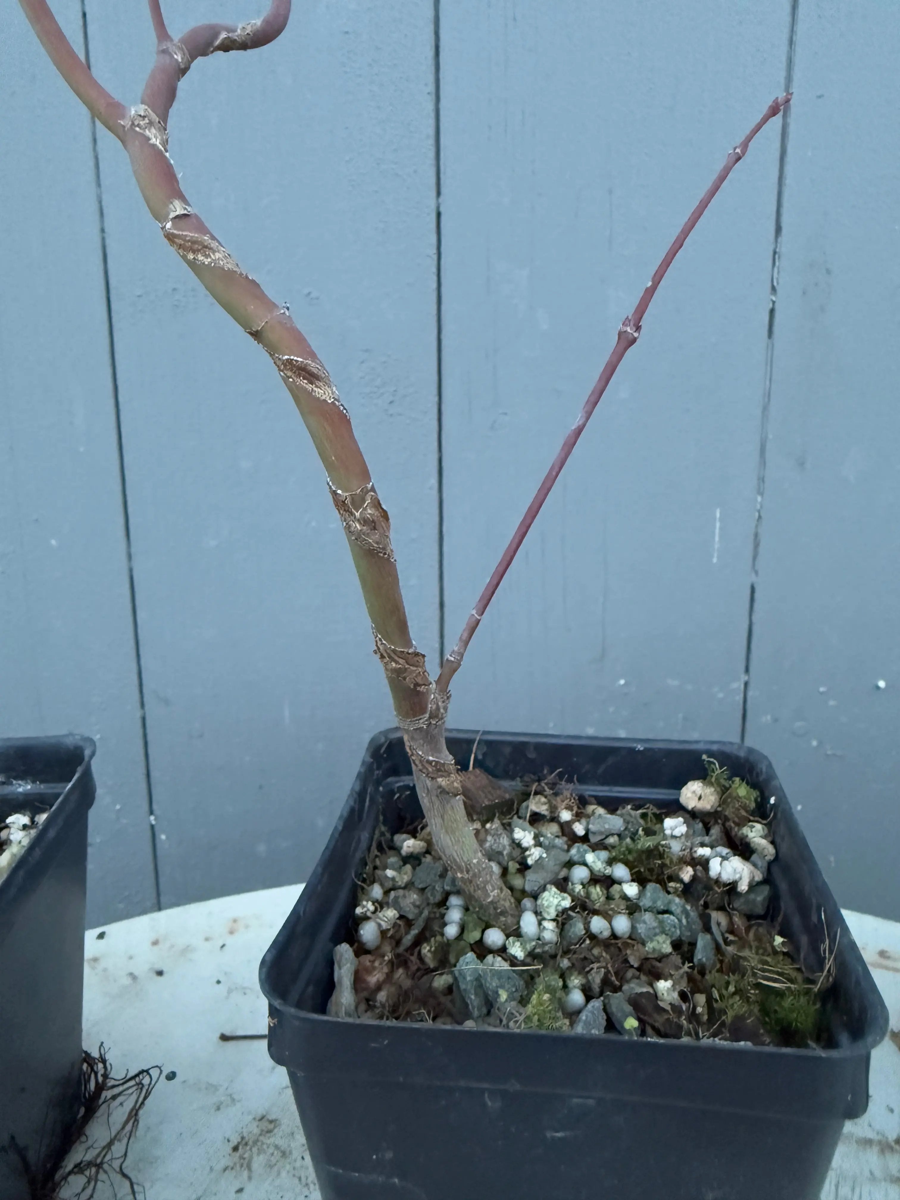 Acer palmatum 'Yves' Arakawa' Canada Bonsai