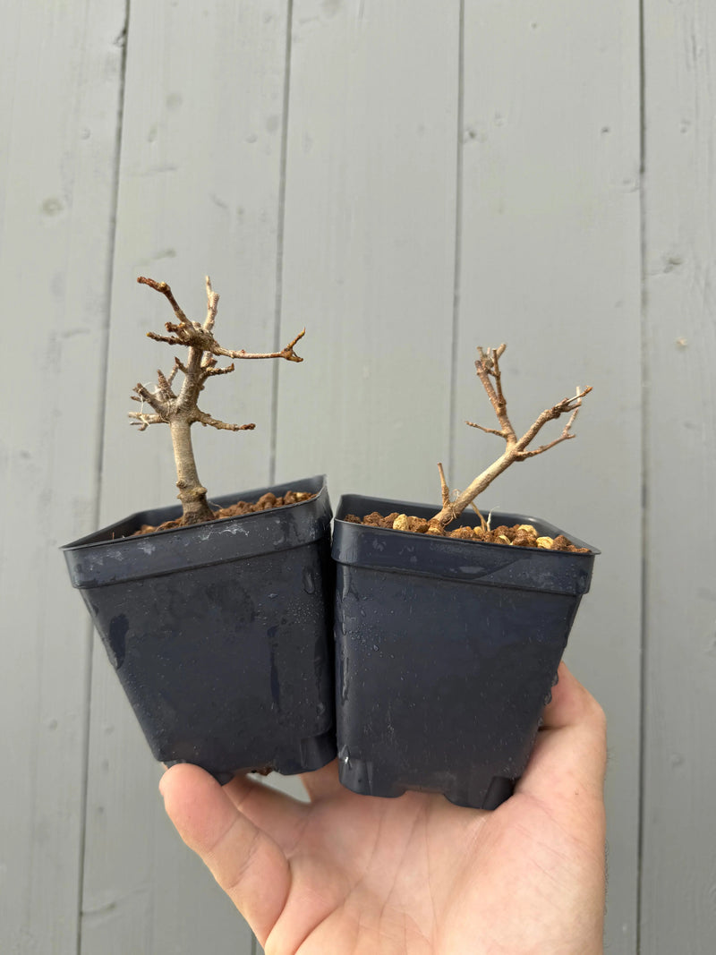 Acer buergerianum 'Mino'