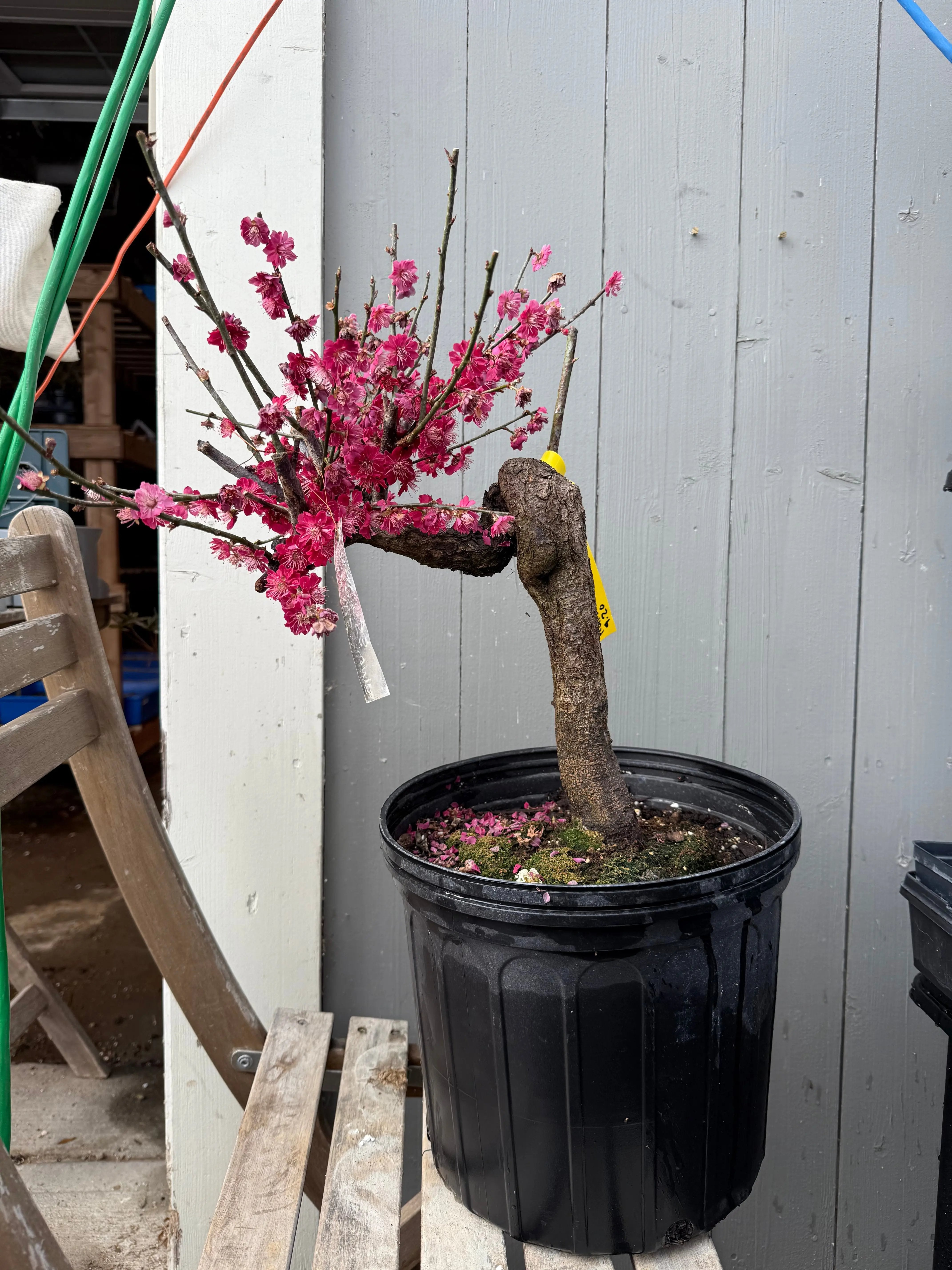 Prunus mume 'Wū yǔ yù' Canada Bonsai