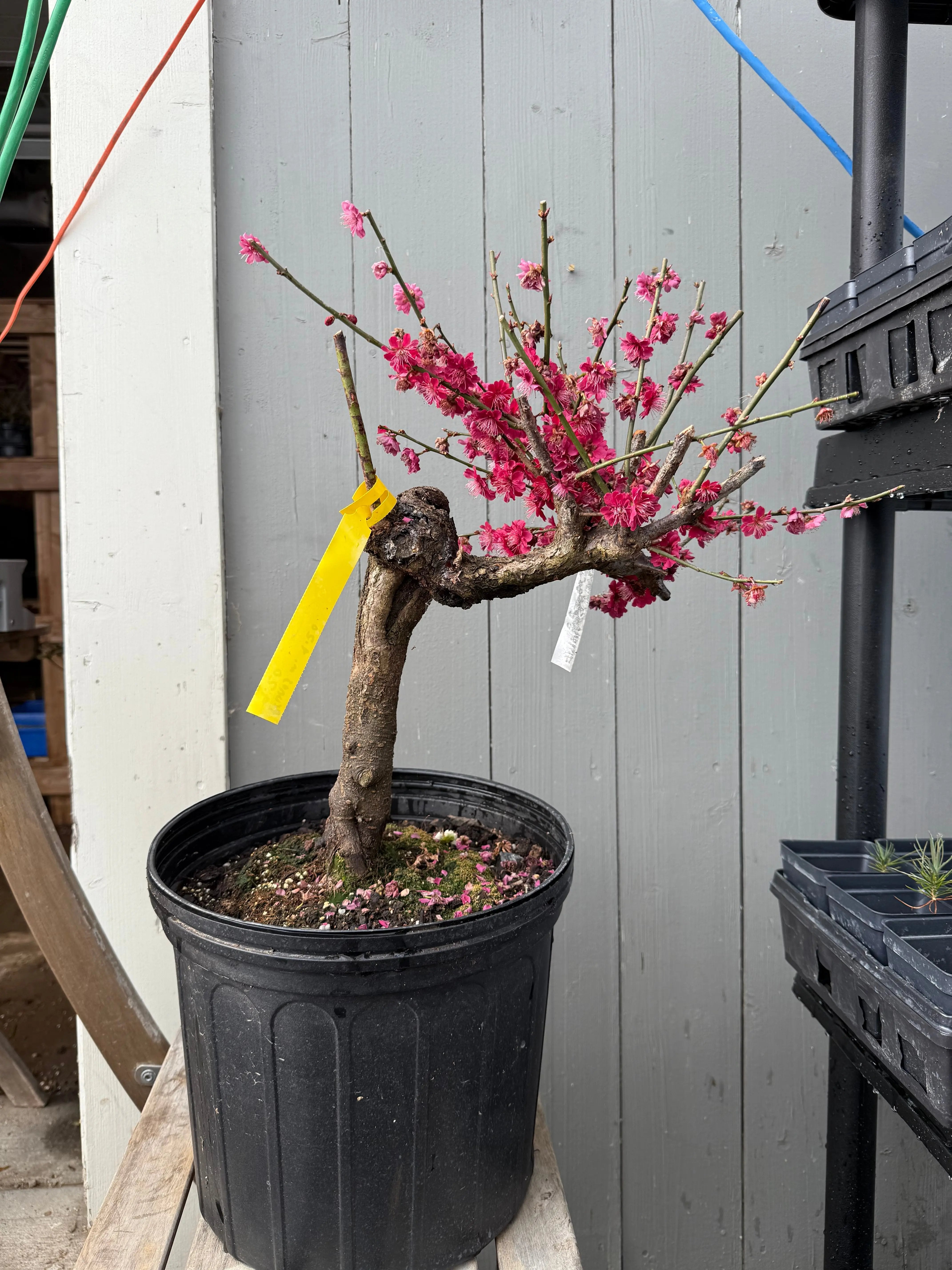 Prunus mume 'Wū yǔ yù' Canada Bonsai