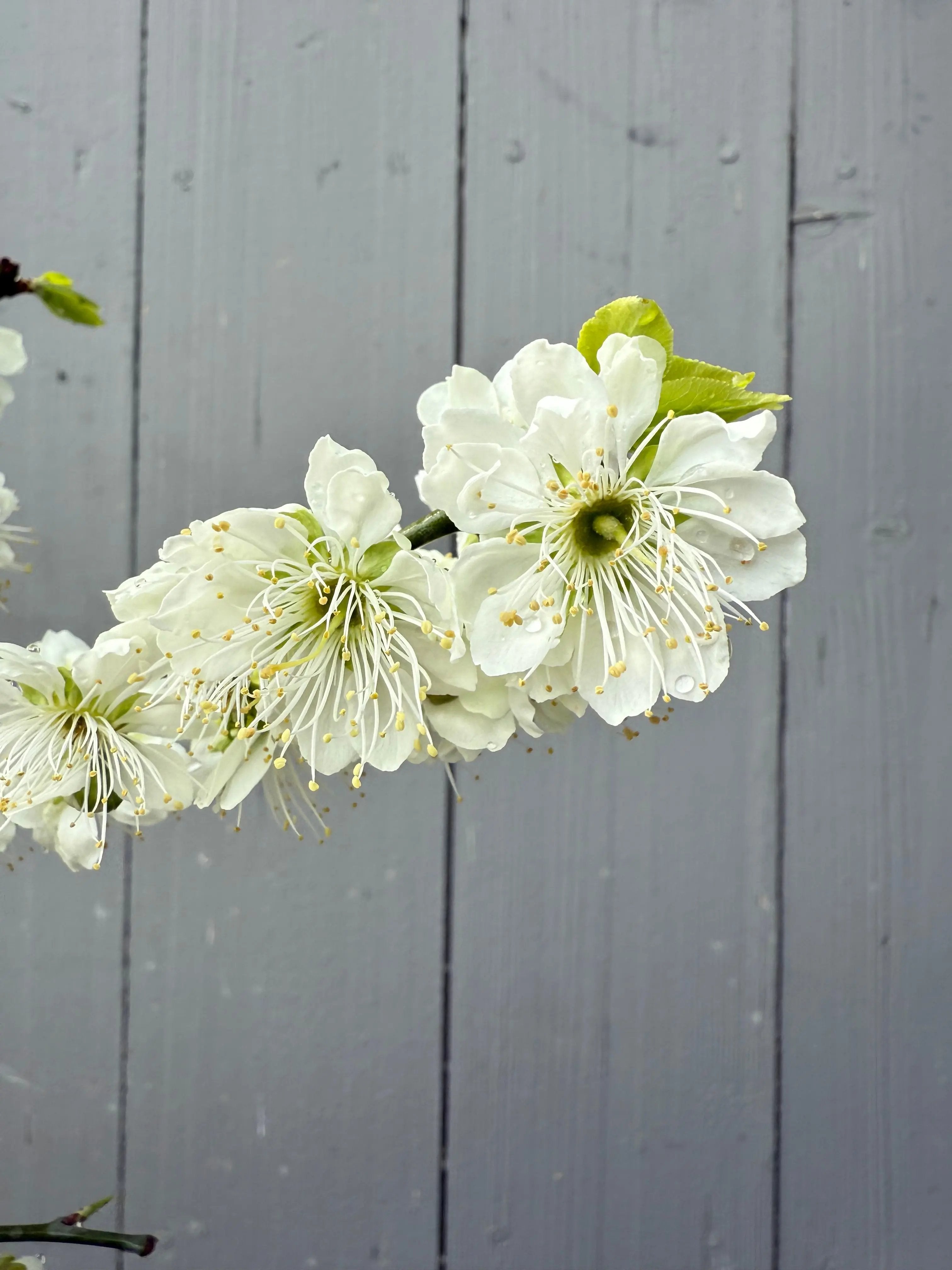 Prunus mume 'Nánjīng fùhuángxiāng' Canada Bonsai