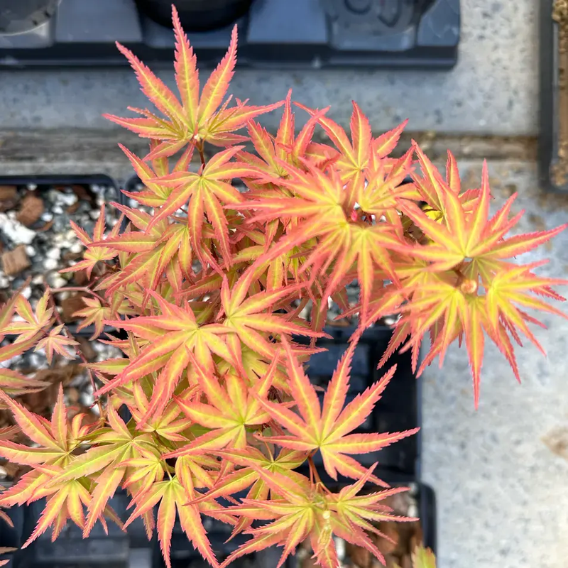 Acer palmatum 'Seigen'