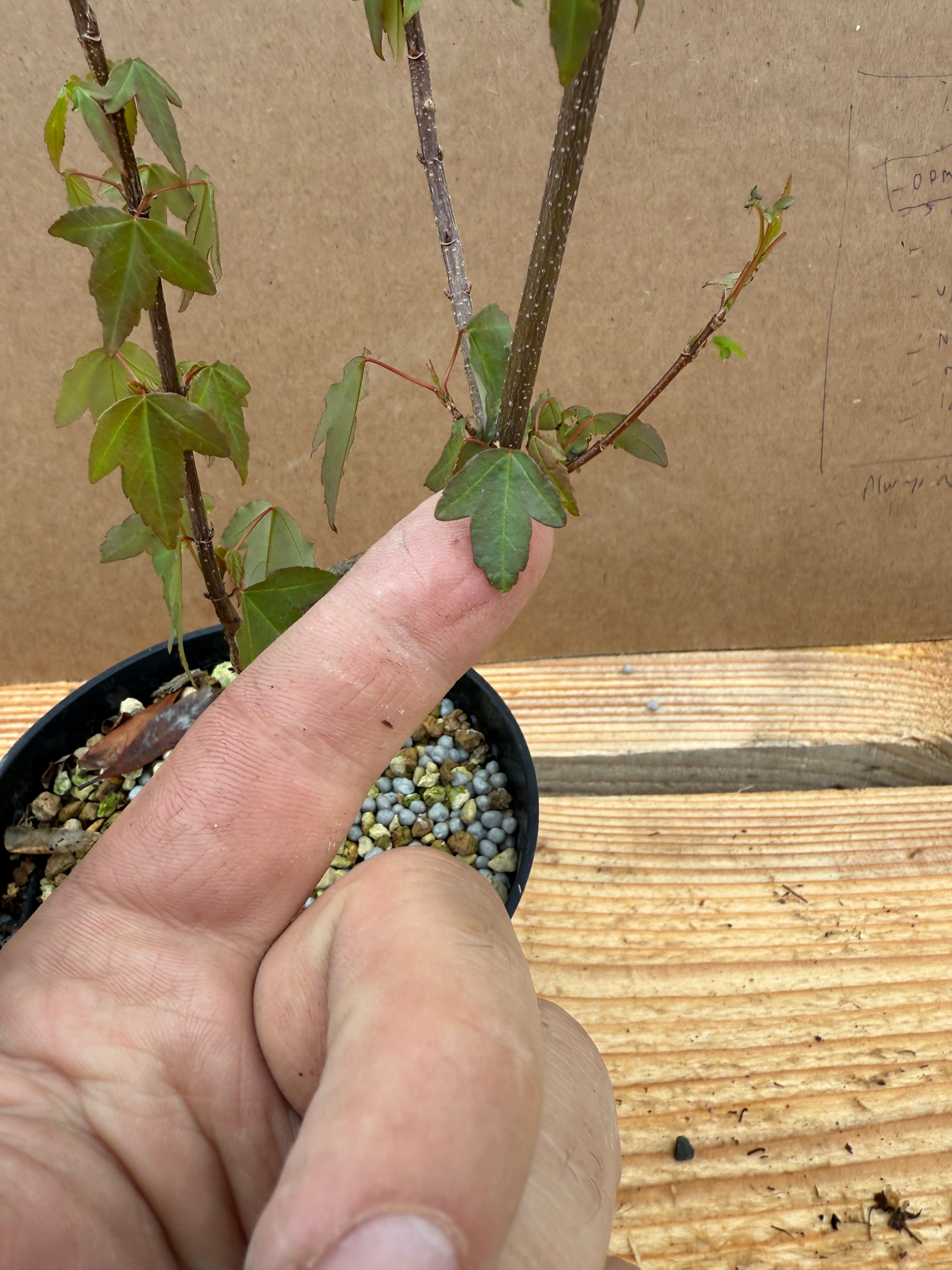 Acer buergerianum