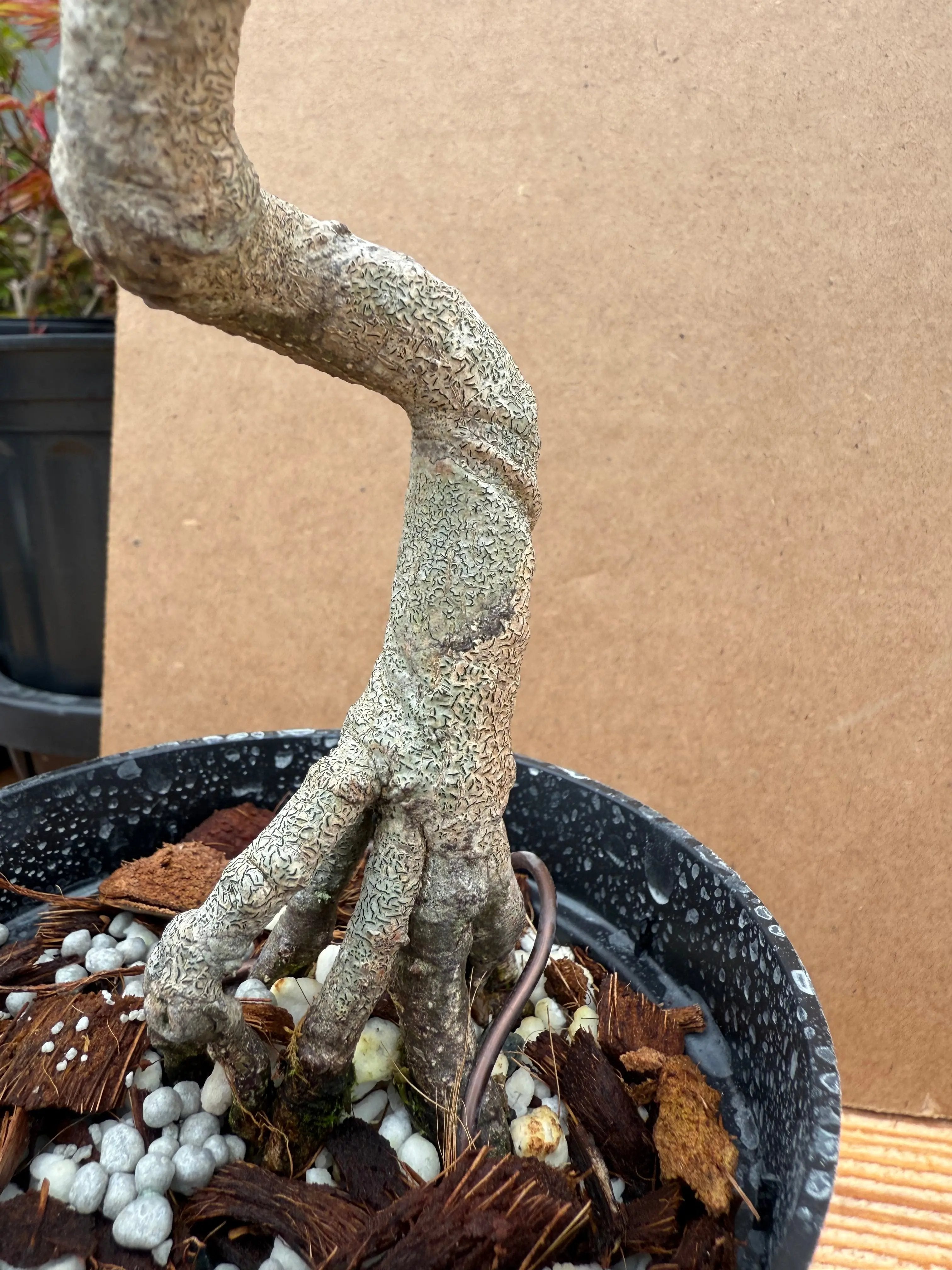 Euonymus Canada Bonsai