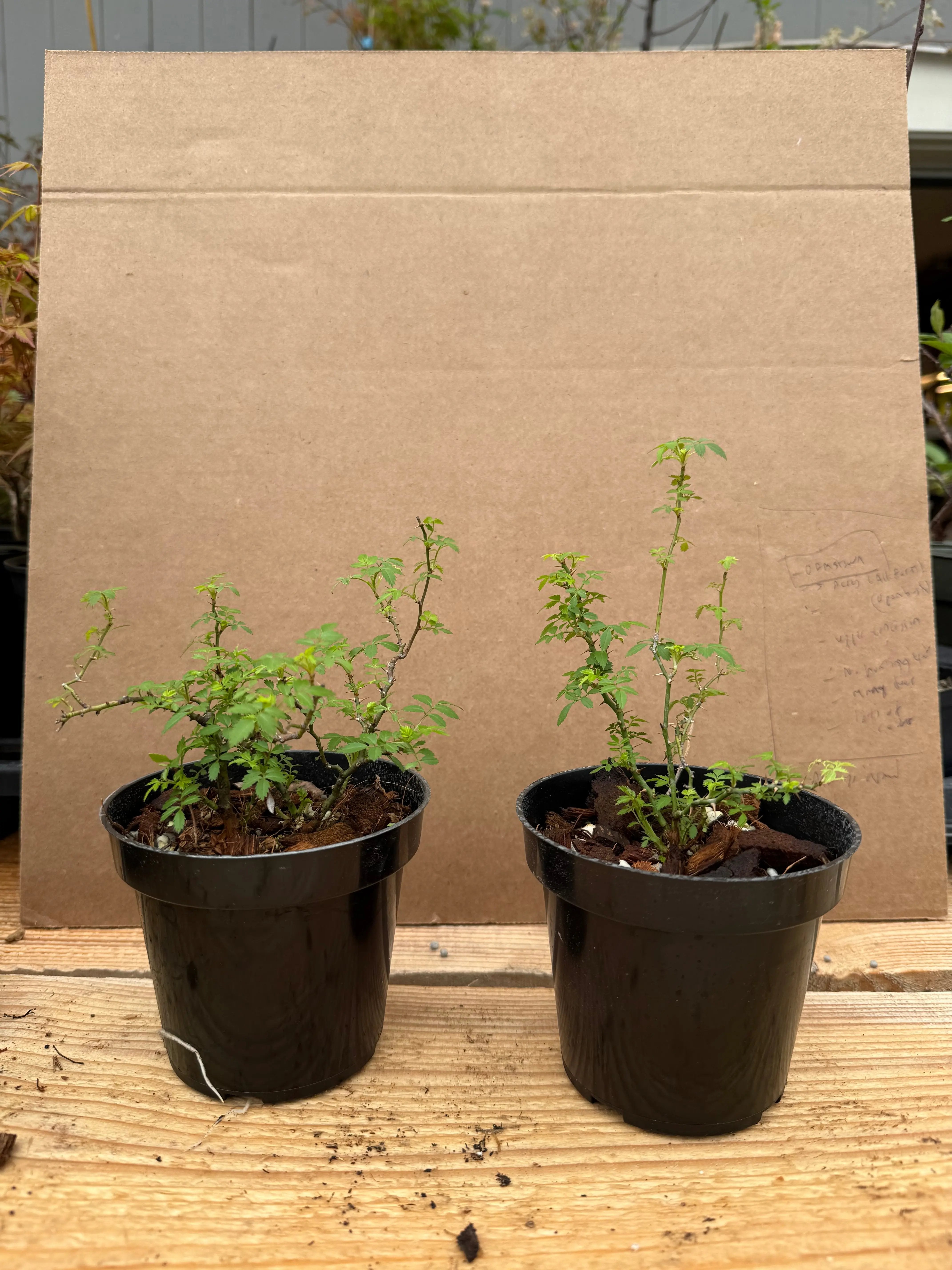 Rosa (white/pink) (medium) Canada Bonsai