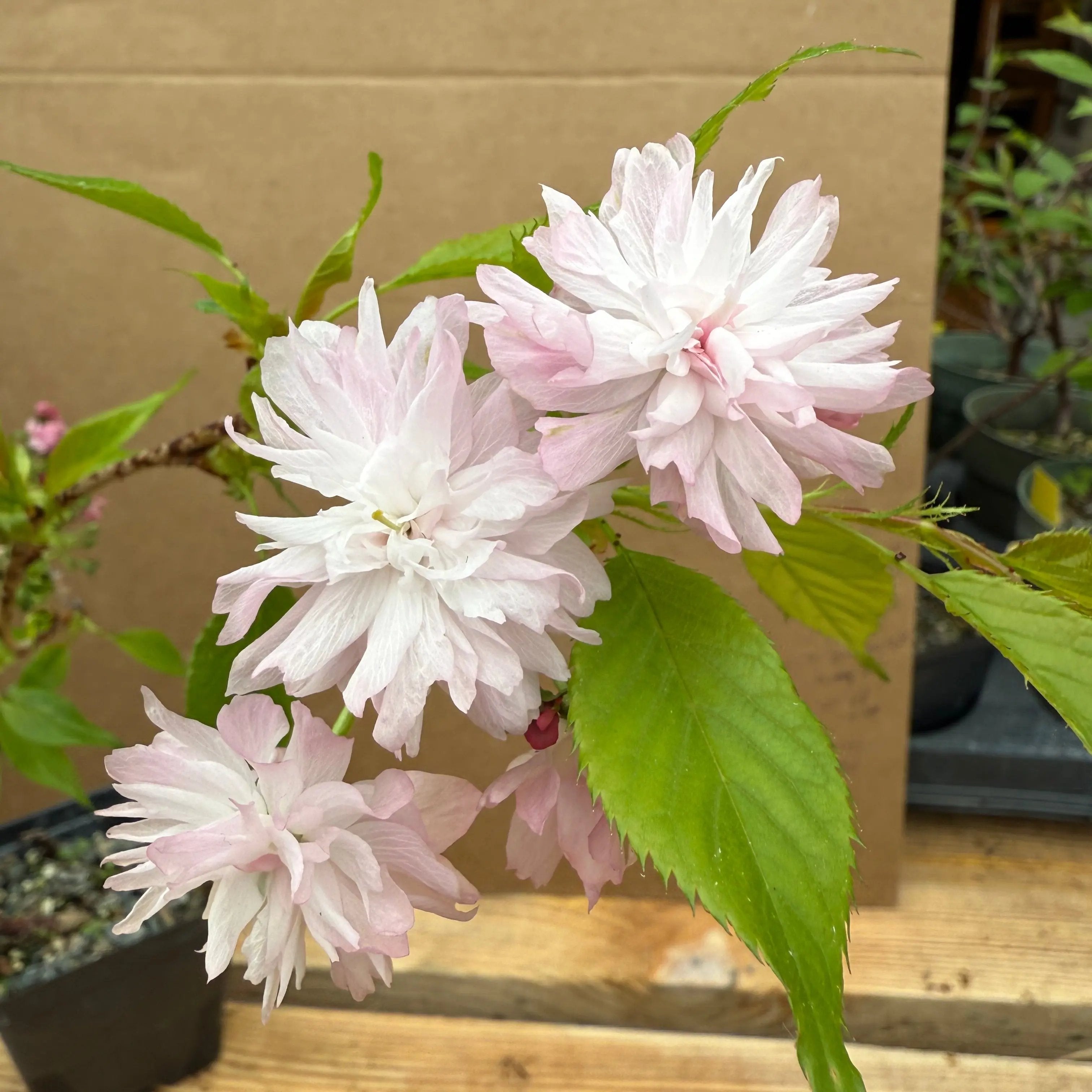 Prunus serrulata 'Kiku Shidare' Canada Bonsai