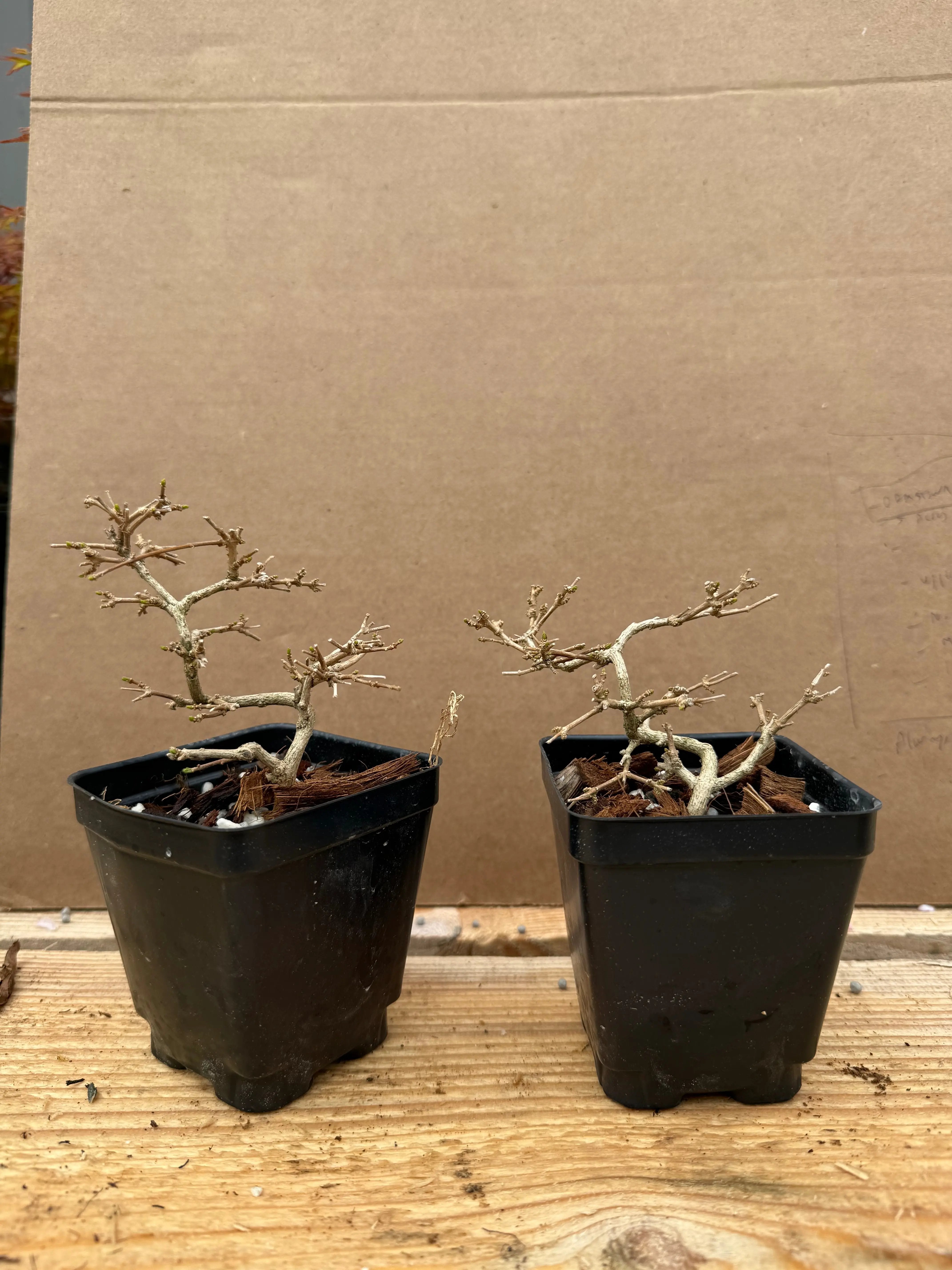 Premna japonica (small) Canada Bonsai