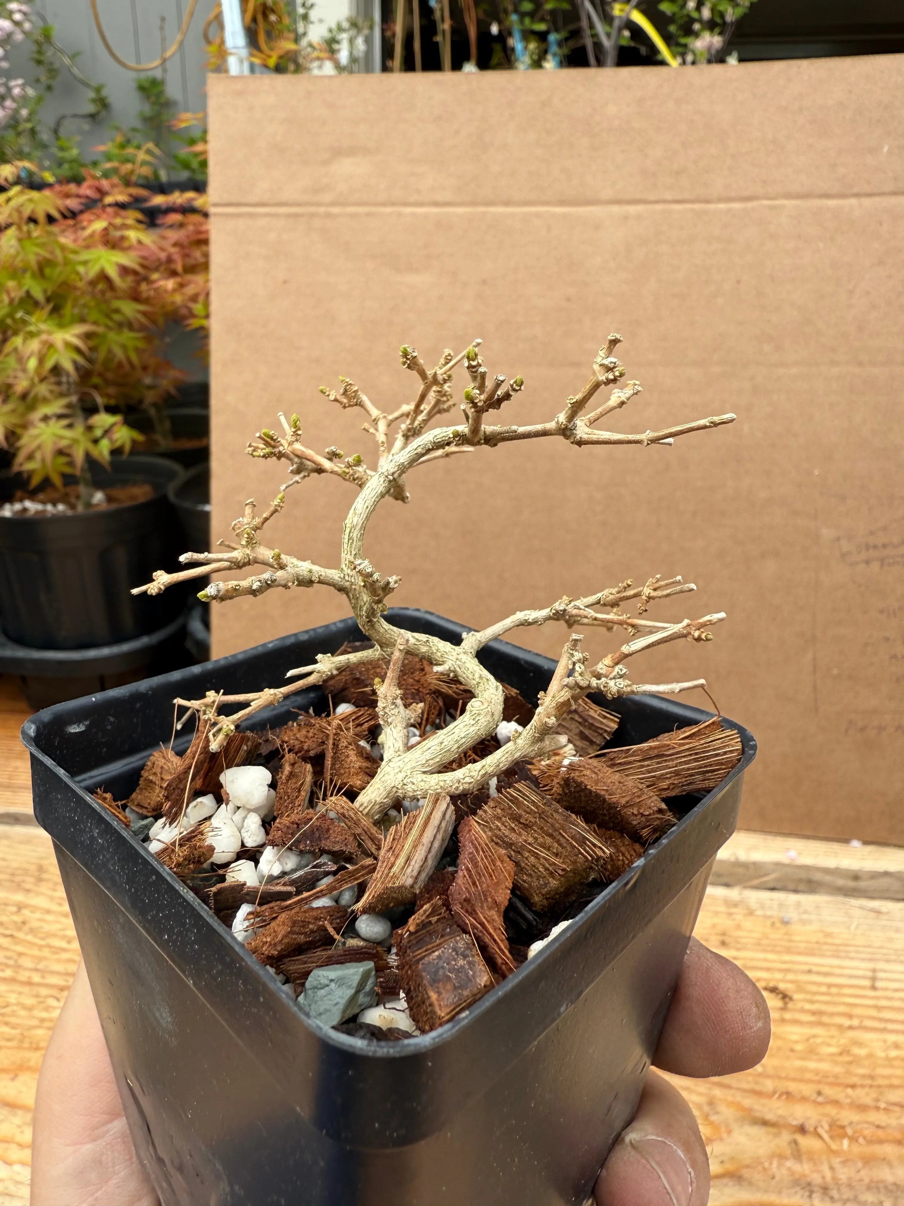 Premna japonica (small) Canada Bonsai