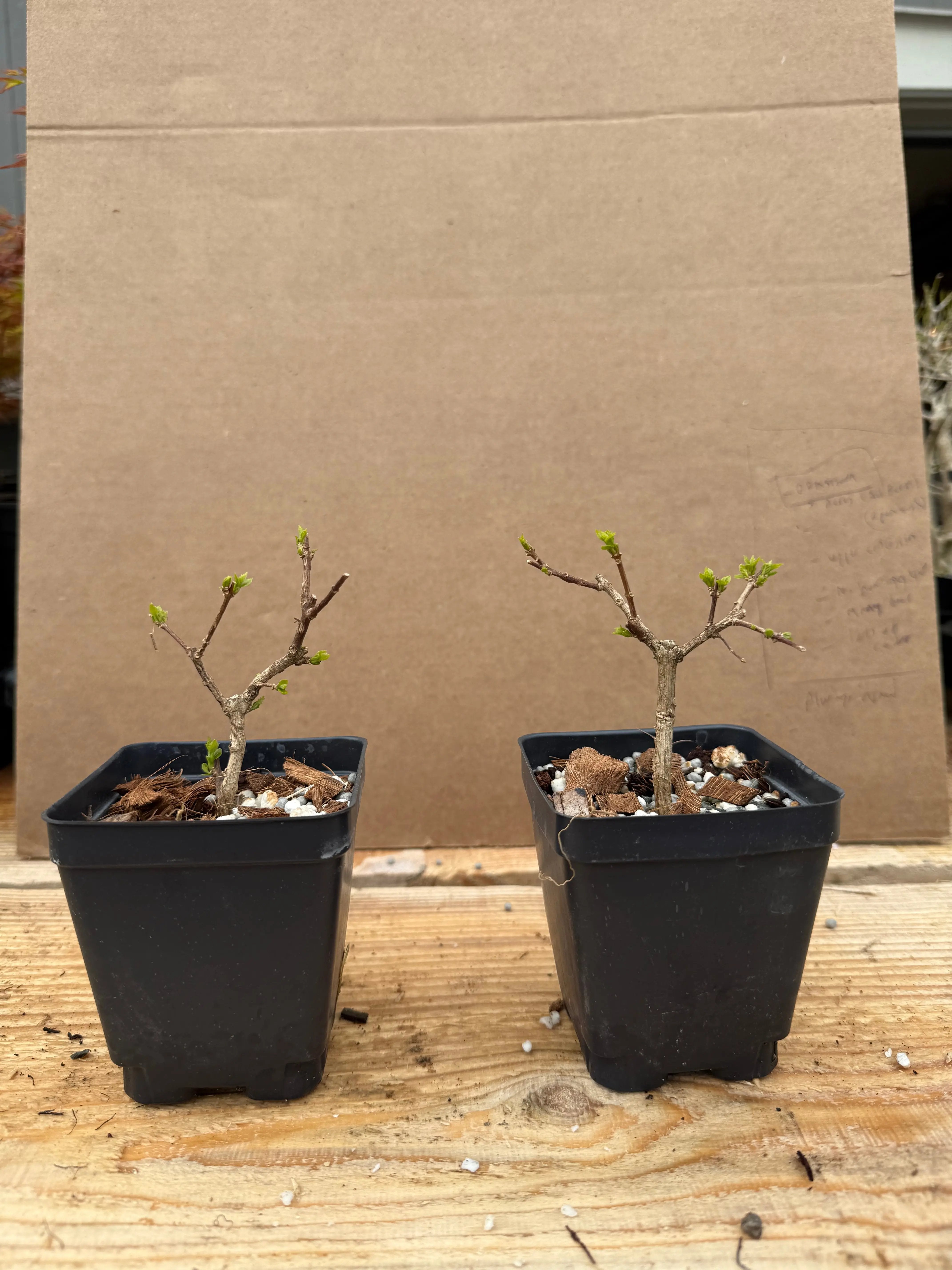 Premna japonica (rooted cuttings) Canada Bonsai