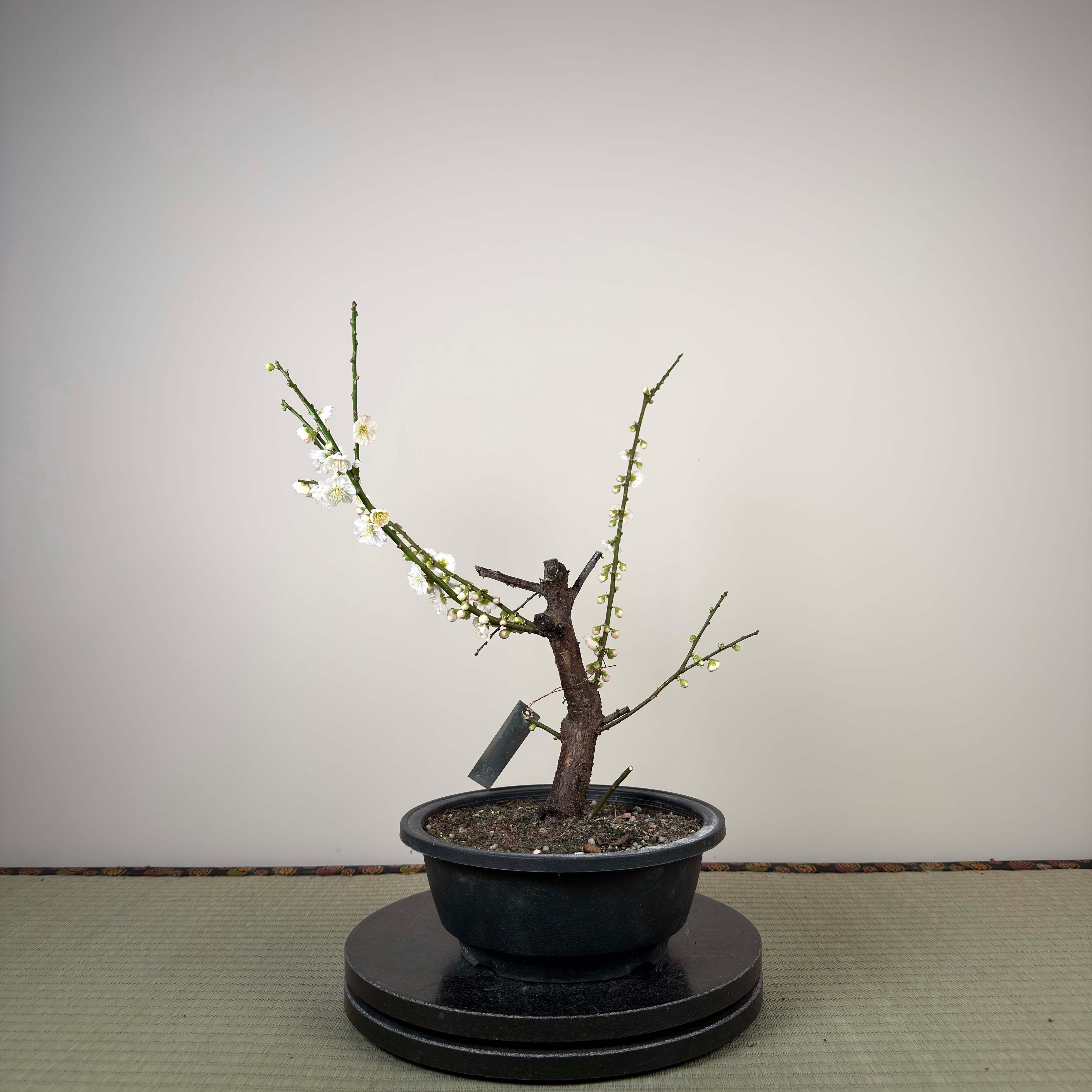 Prunus mume 'Sujiri Kasugano'