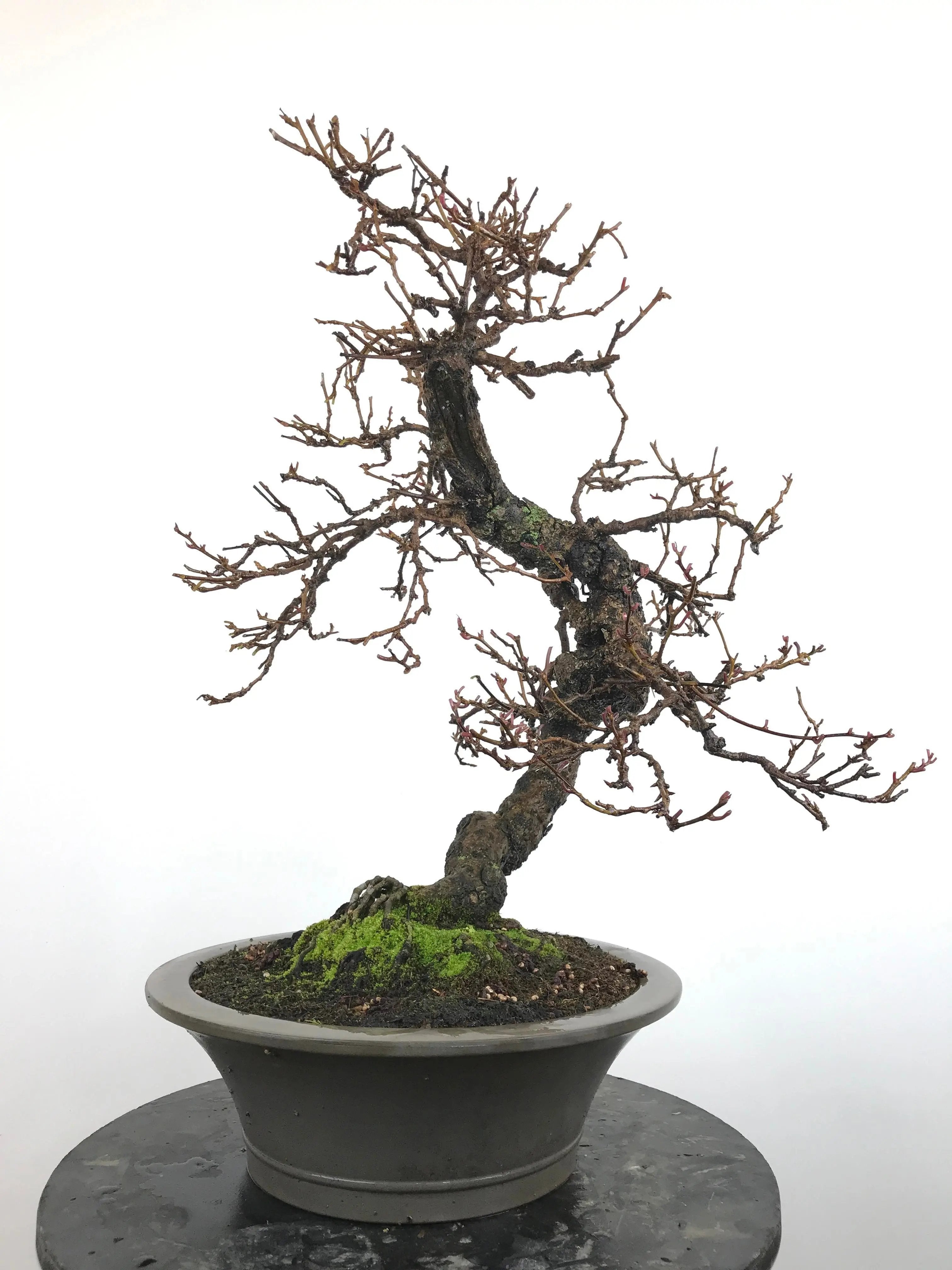 Kadsura #2 Canada Bonsai