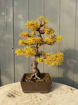 LARIX