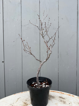 LINDERA praecox