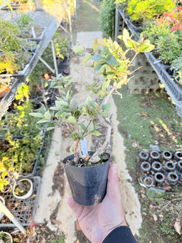 LONICERA japonica