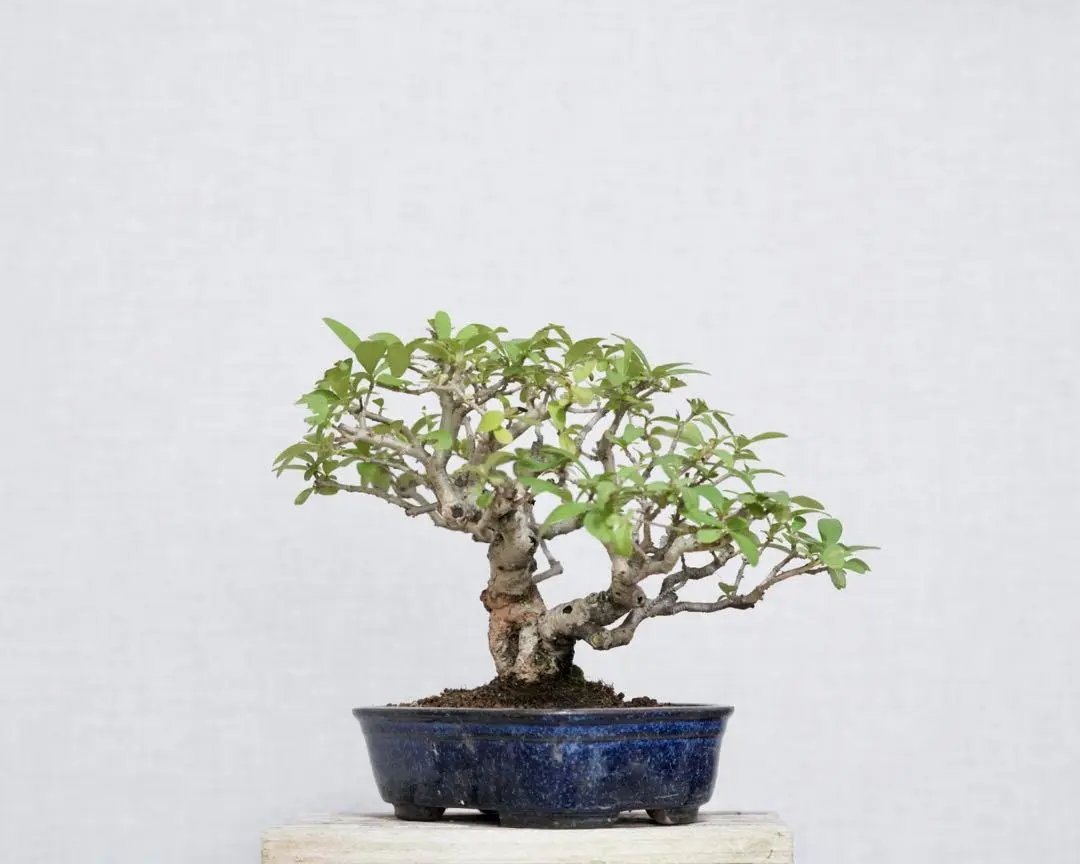 Ligustrum obtusifolium Canada Bonsai