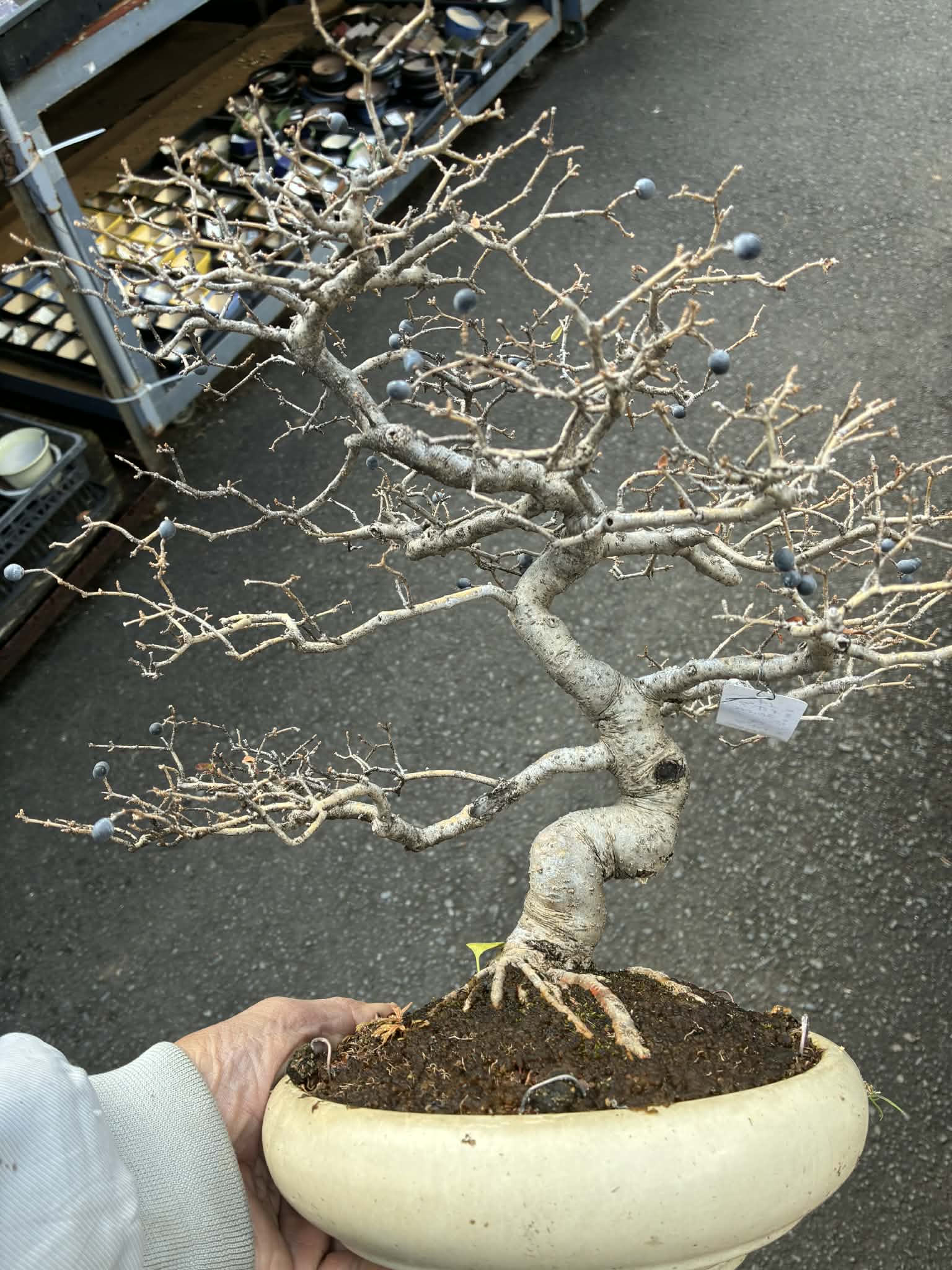 Ligustrum Arakawa *Voir note*