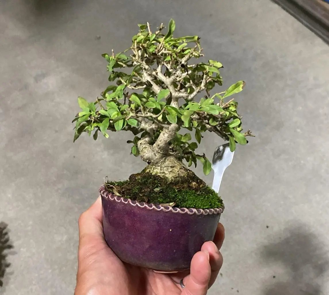 Ligustrum obtusifolium Canada Bonsai