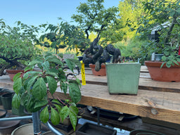 PARTHENOCISSUS quinquefolia
