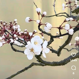 PRUNUS cerasifera