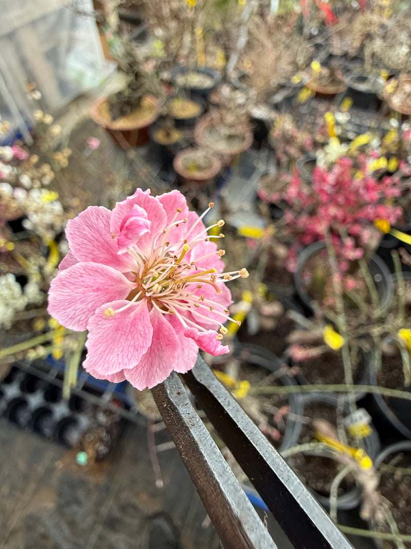 Beni Botan