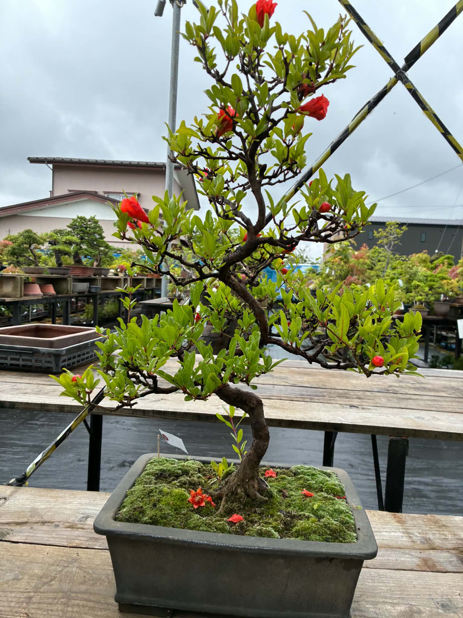 Punica (cultivar inhabituel)
