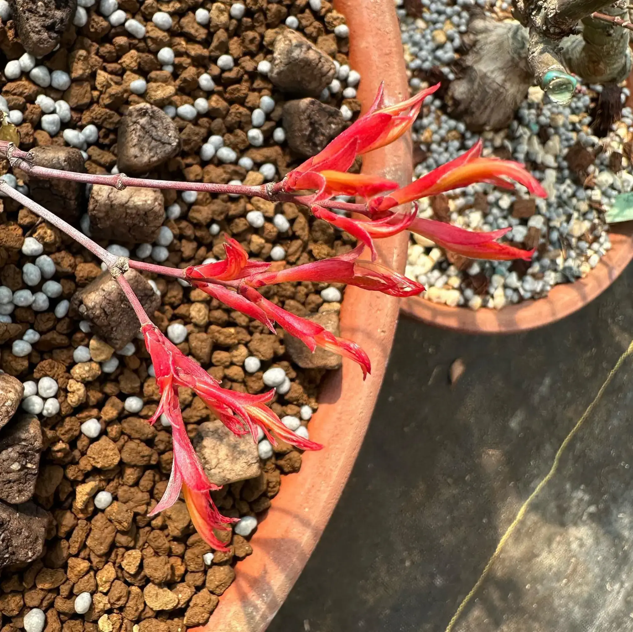 Acer palmatum 'Beni Chidori' (2026) Canada Bonsai