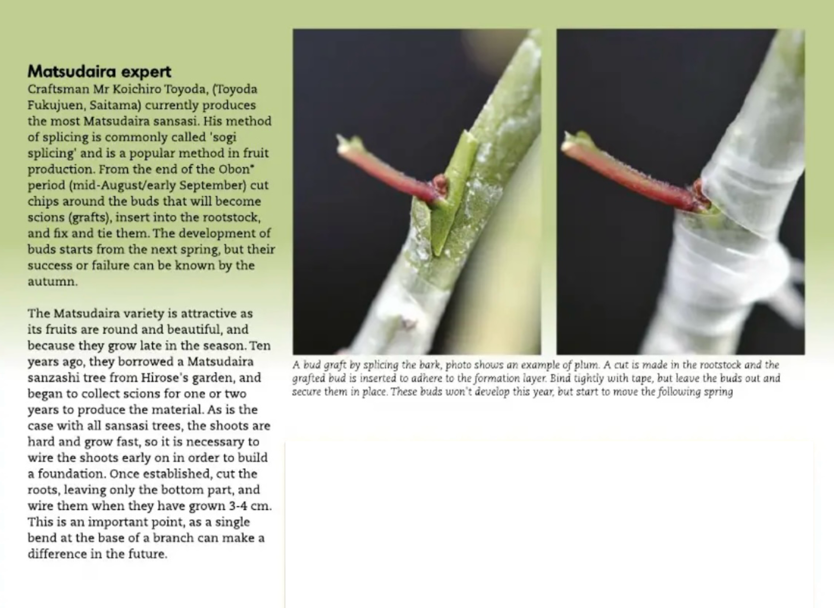 Crataegus cuneata 'Matsudaira' Canada Bonsai