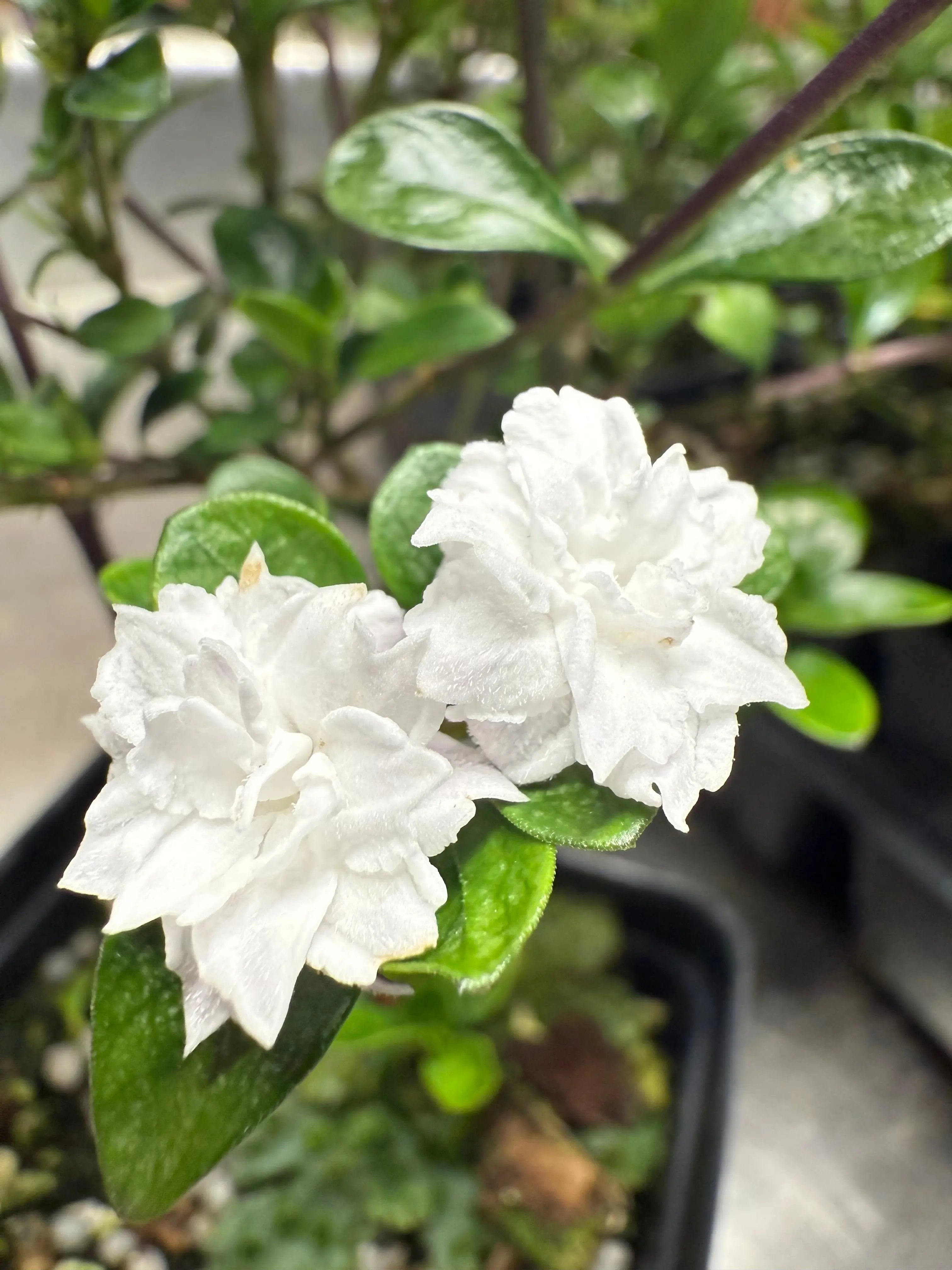 SNOW ROSE Canada Bonsai