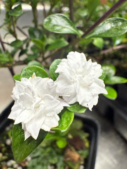 Serissa Japonica 'Flore Pleno'
