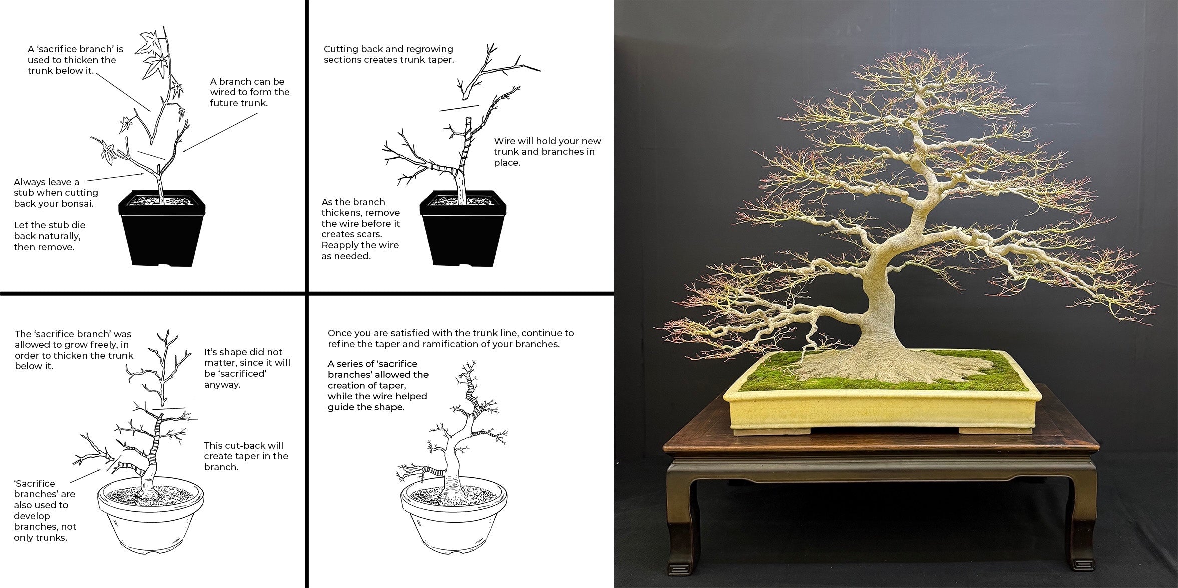 Acer palmatum 'Deshojo' (1 unité) (2026)