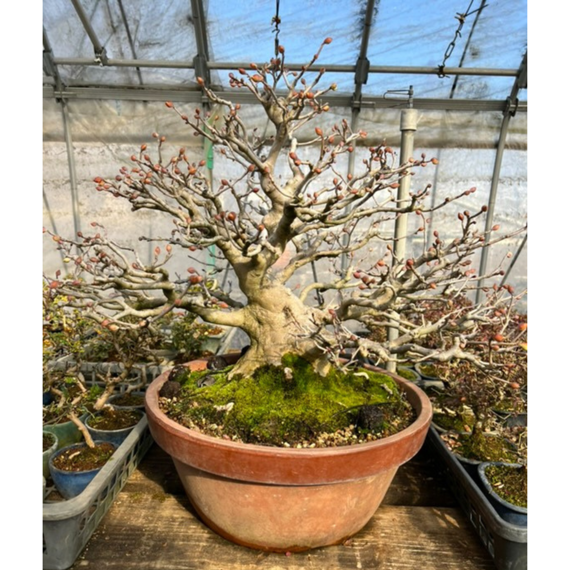 Corylopsis spicata