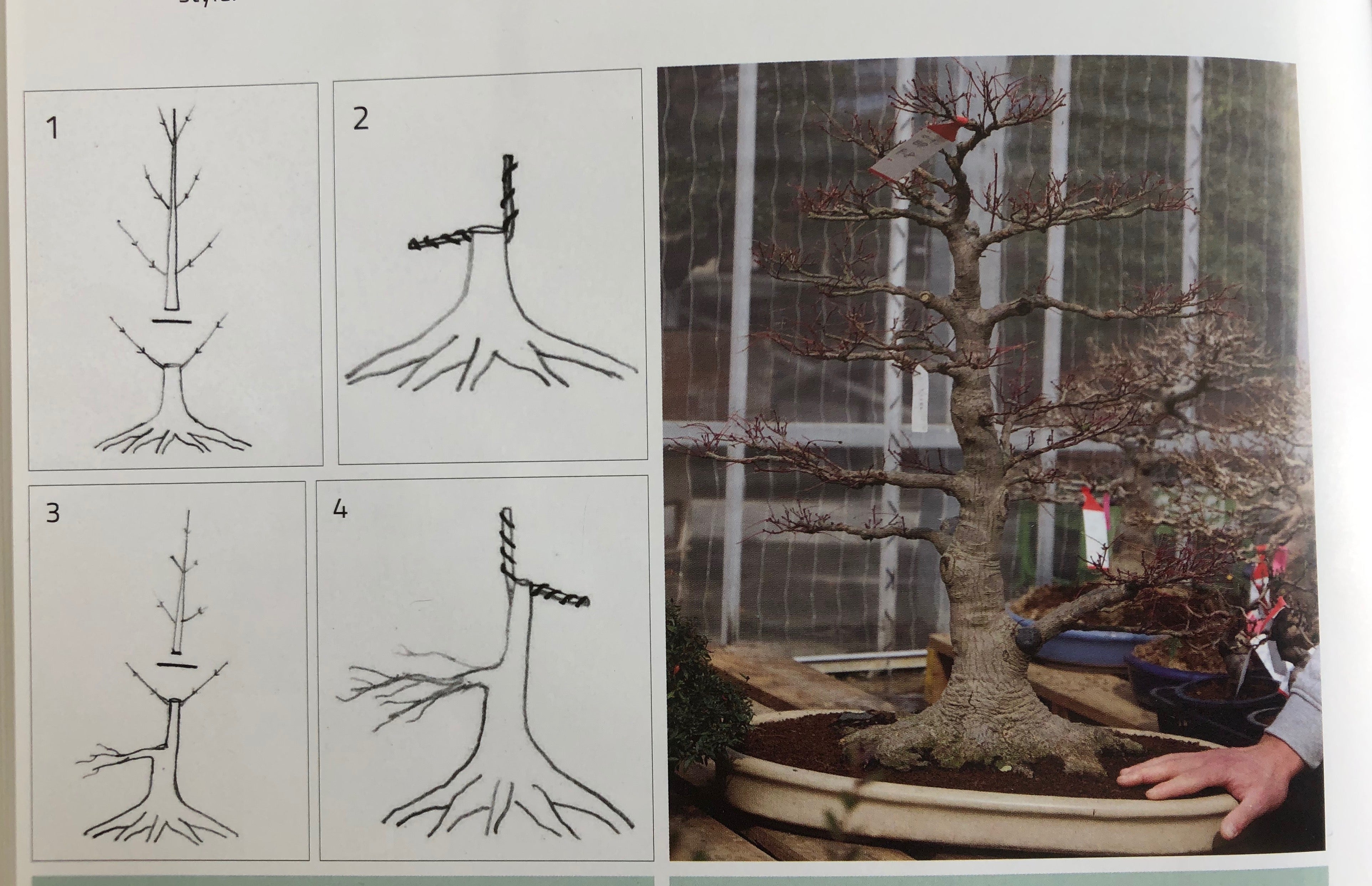 Acer palmatum 'Deshojo' (1 unit) (2025)