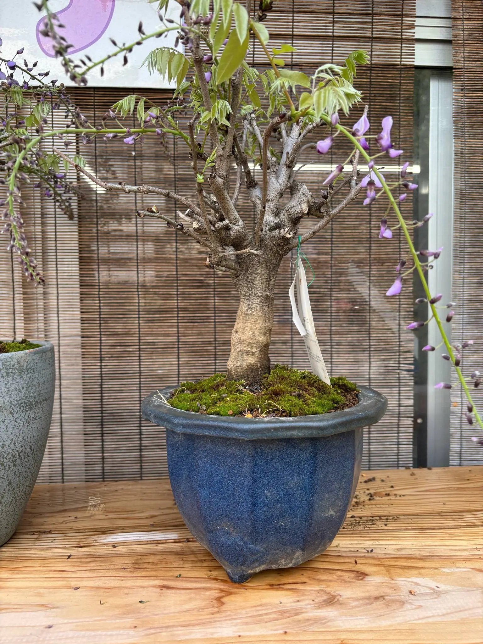 Wisteria floribunda Canada Bonsai
