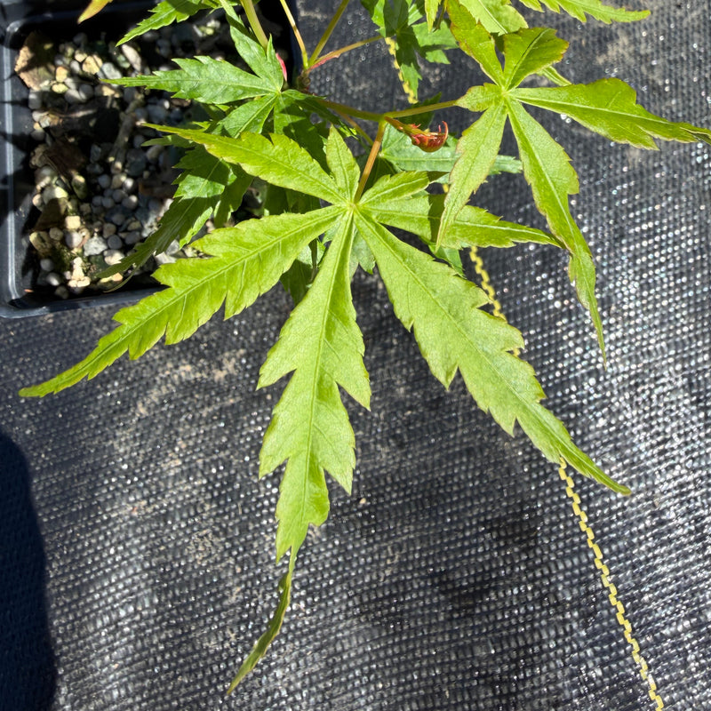 Acer palmatum 'Yves' Doigts de Fée'