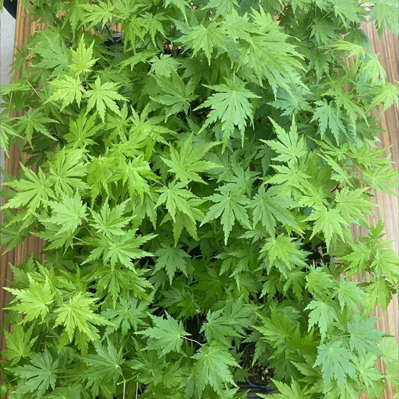 Acer palmatum 'Ariake'