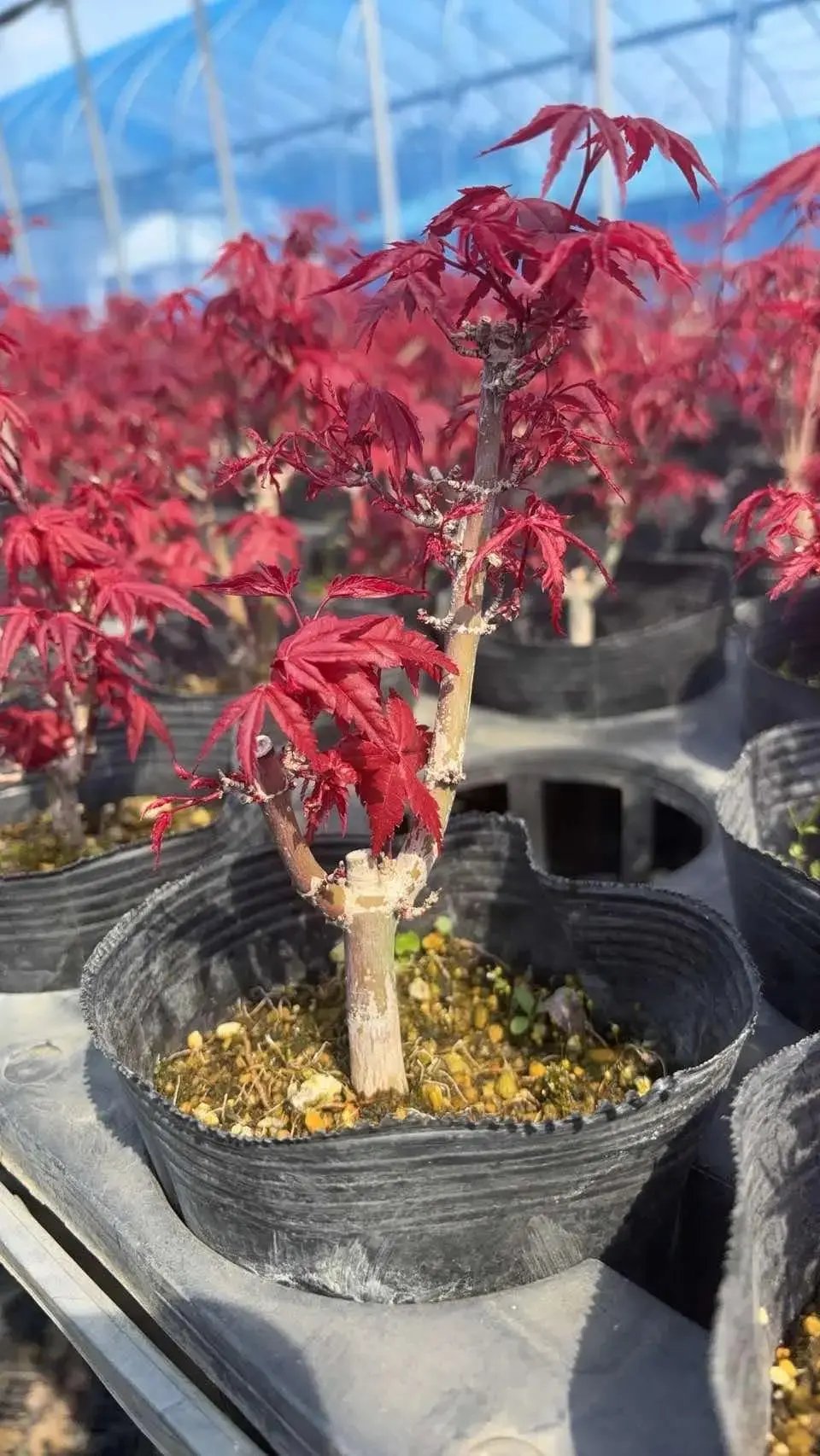 Acer palmatum 'Deshojo' (5 units) (2026) Canada Bonsai