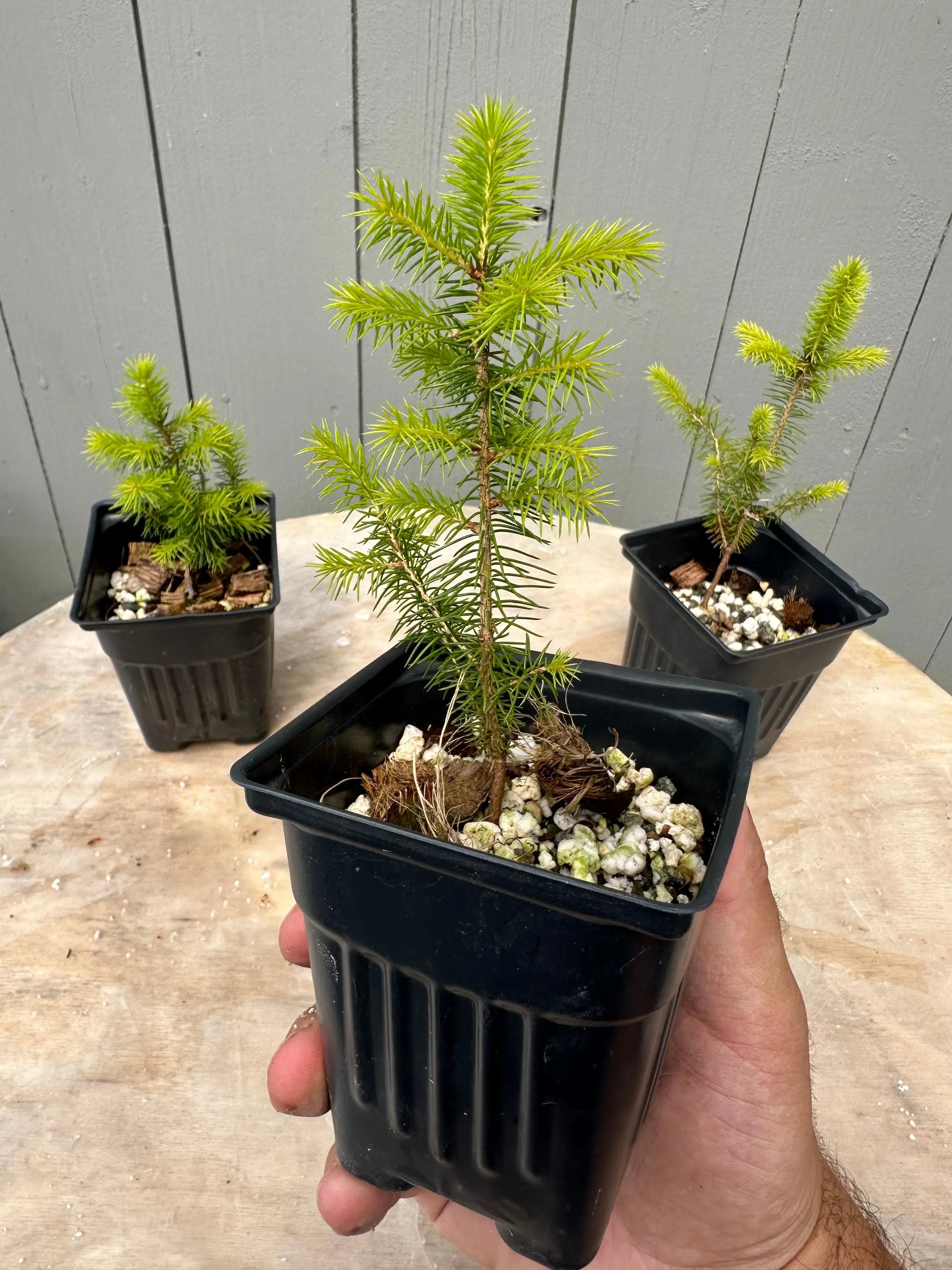 Picea glehnii Canada Bonsai