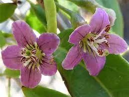 Lycium #1 Canada Bonsai