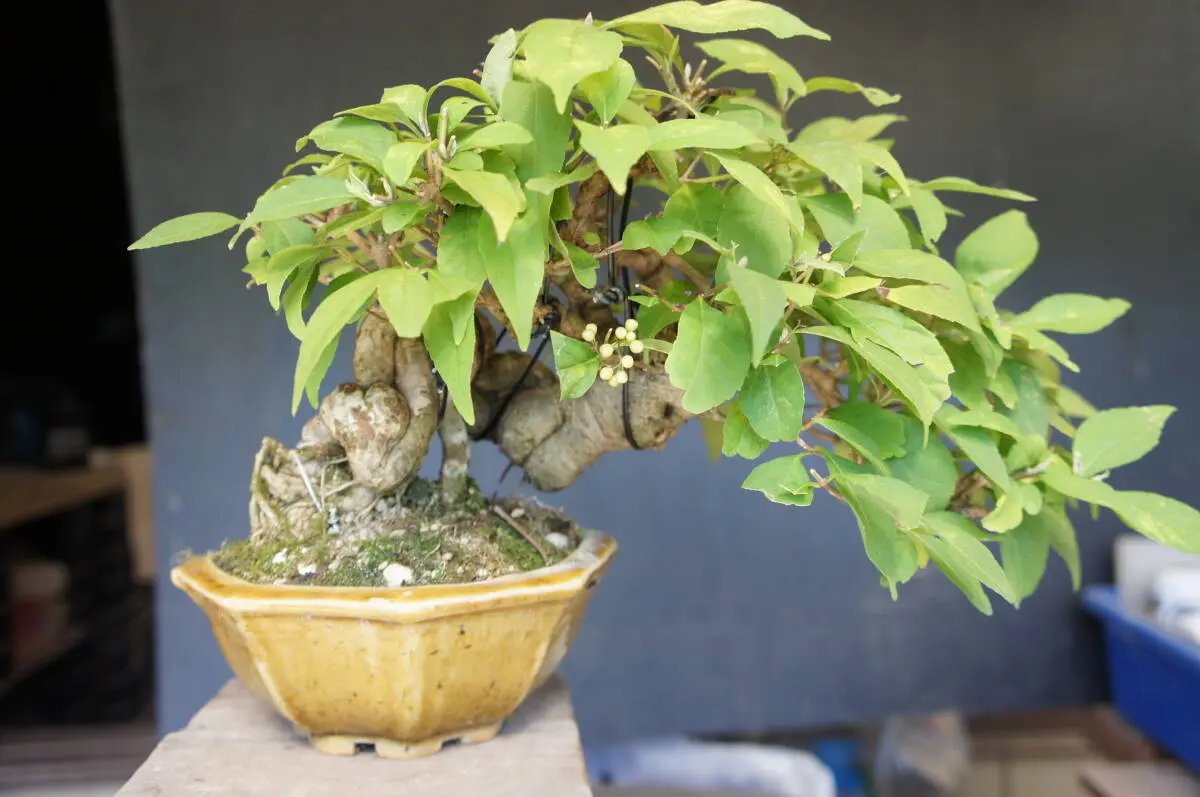 Callicarpa japonica Canada Bonsai