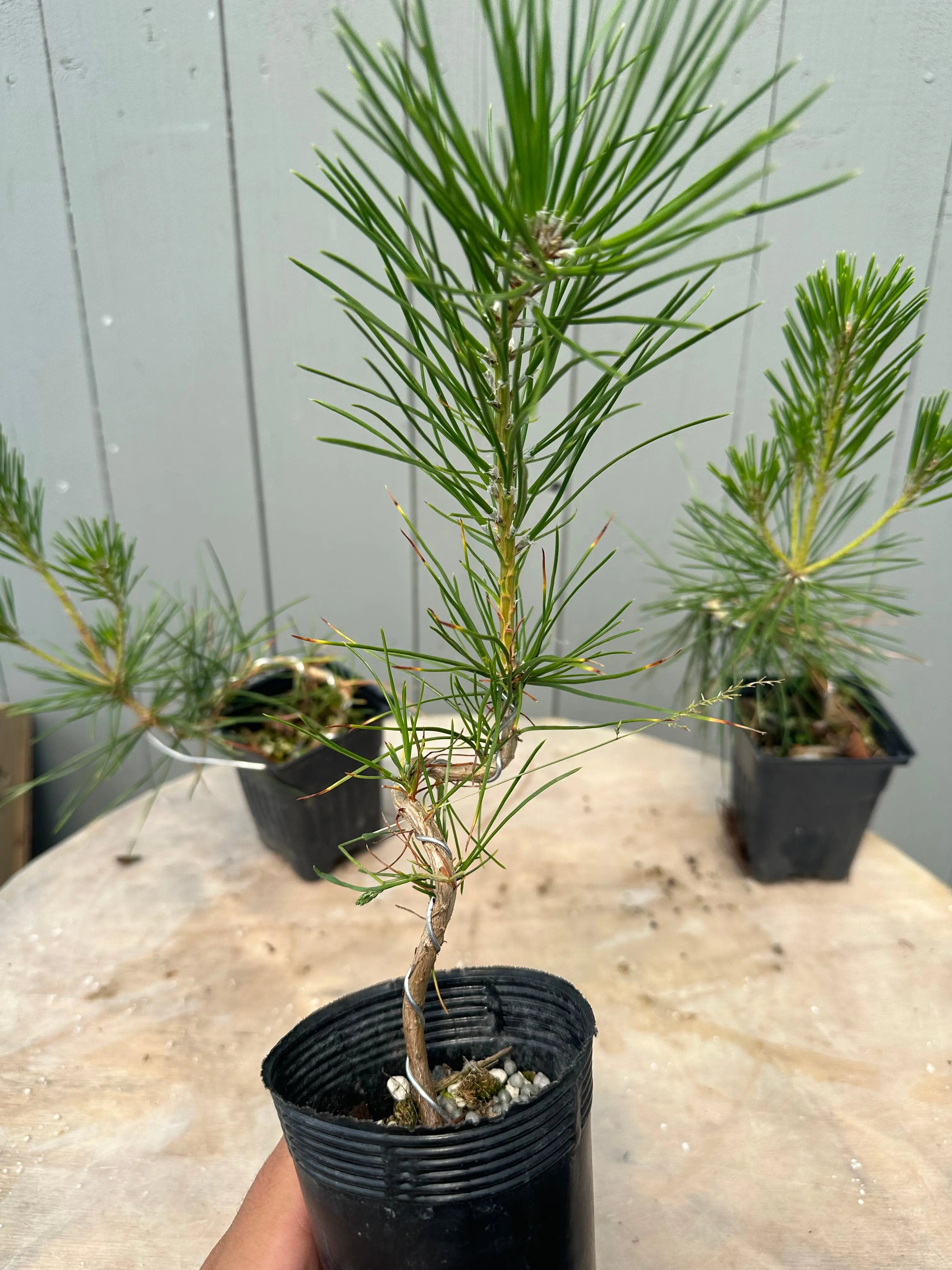 Pinus thunbergii Canada Bonsai