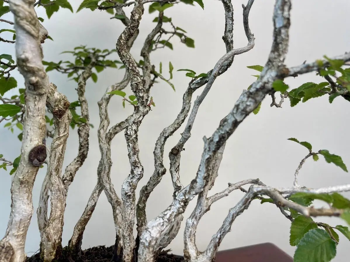 Carpinus turczaninowii Canada Bonsai