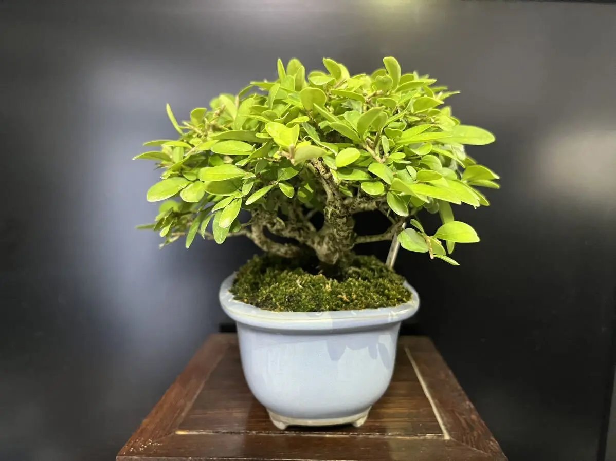 Ligustrum obtusifolium Canada Bonsai