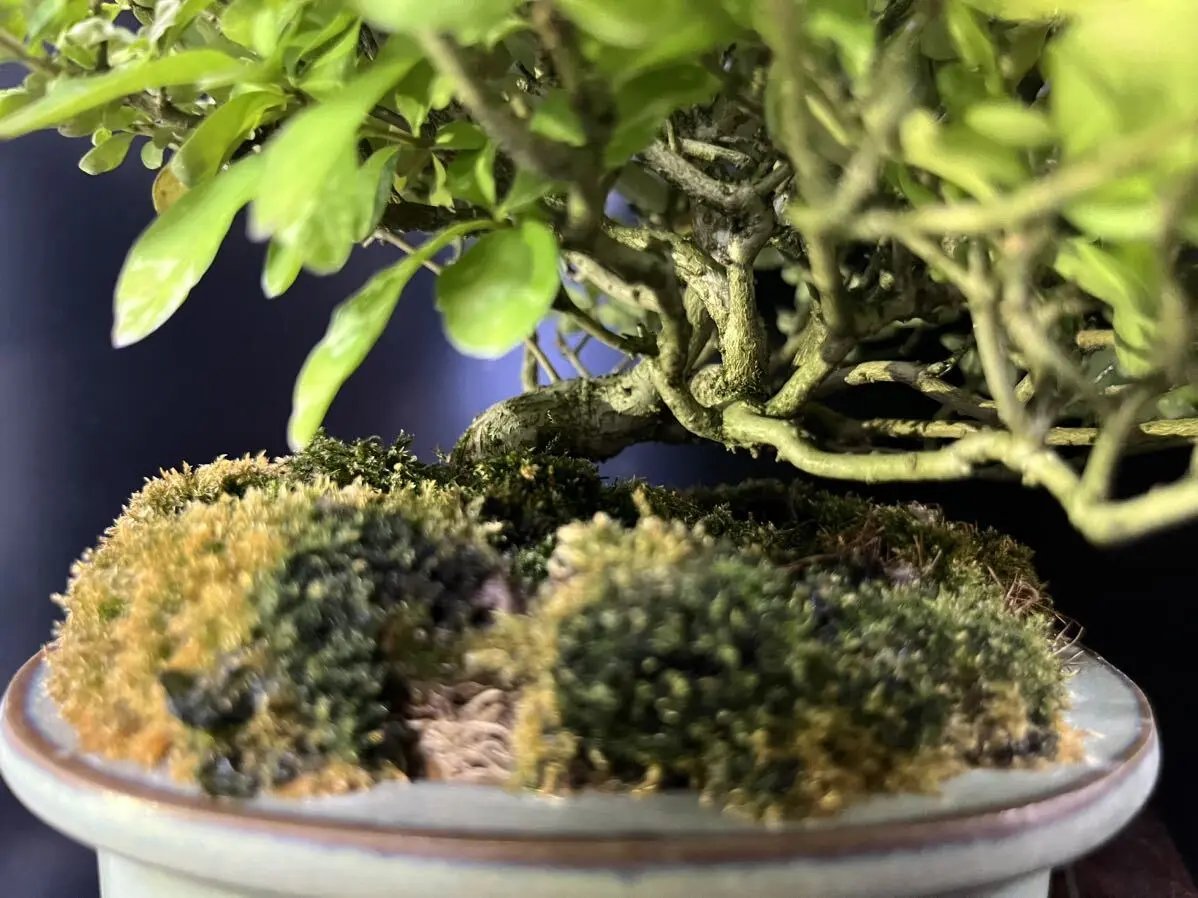 Ligustrum obtusifolium Canada Bonsai
